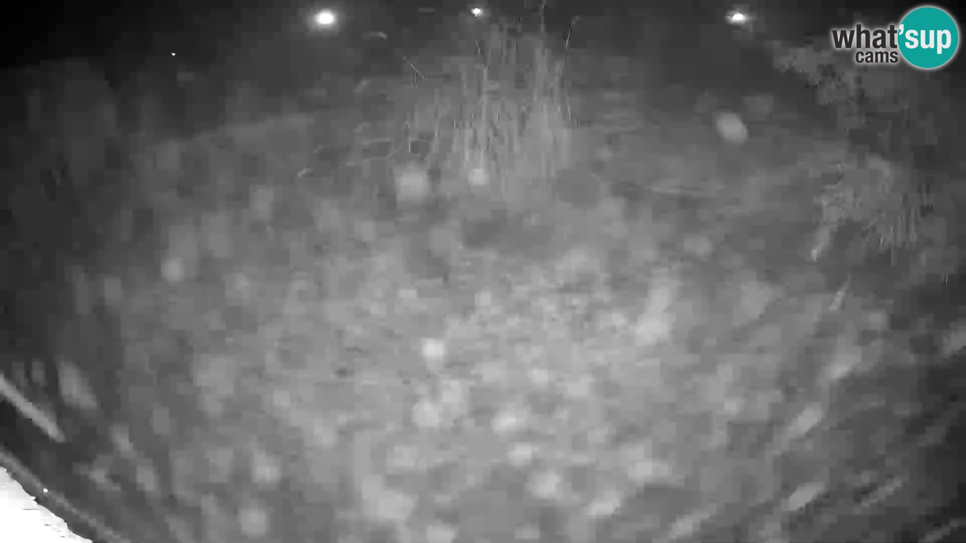 LION live Webcam in Ljubljana Zoo – Slovenia