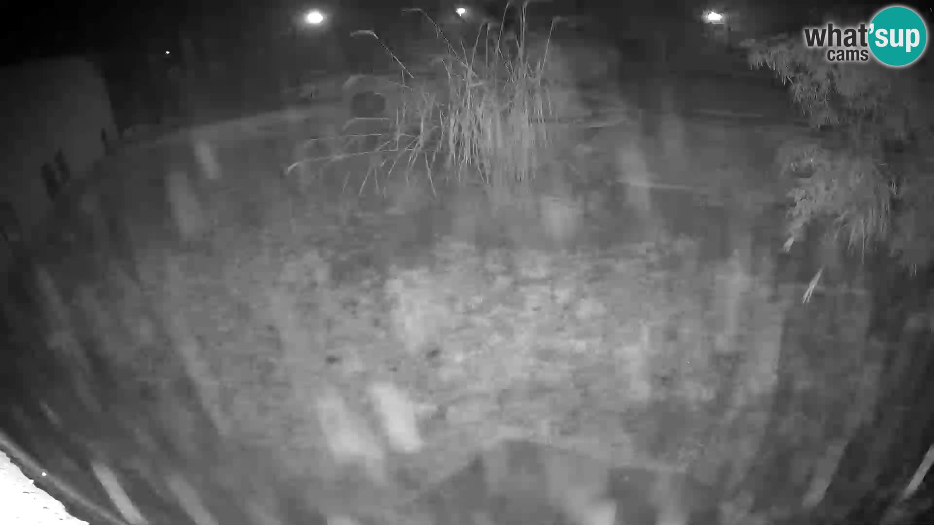 LEVI spletna kamera v živalskem vrtu Ljubljana Zoo