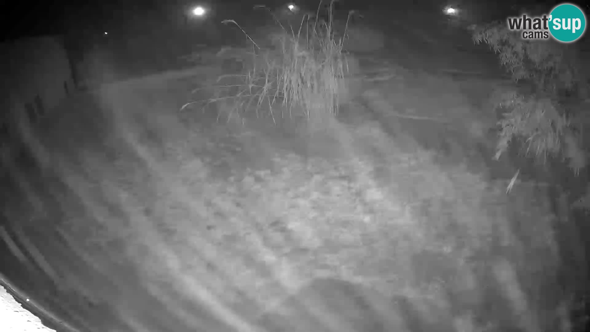 Löwe live Webcam im Zoo von Ljubljana – Slowenien