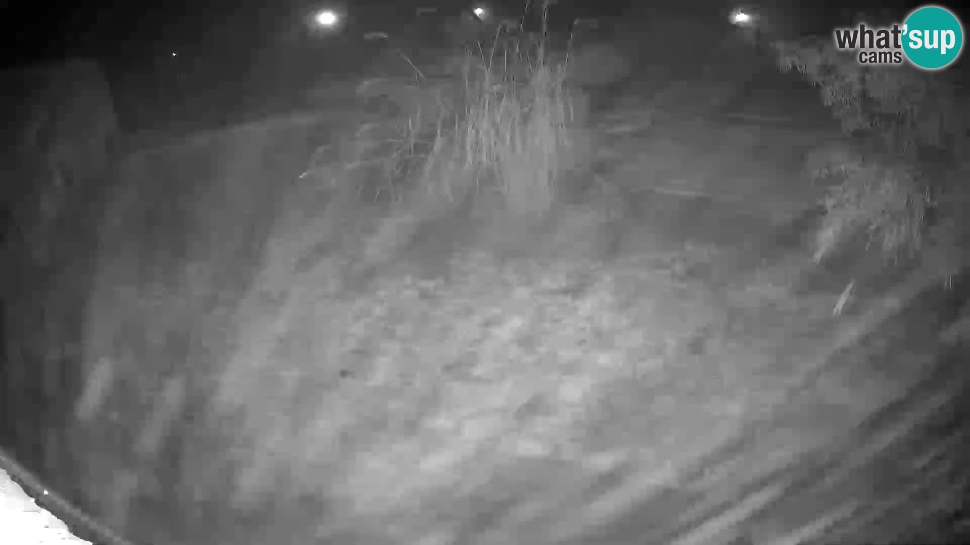 Löwe live Webcam im Zoo von Ljubljana – Slowenien