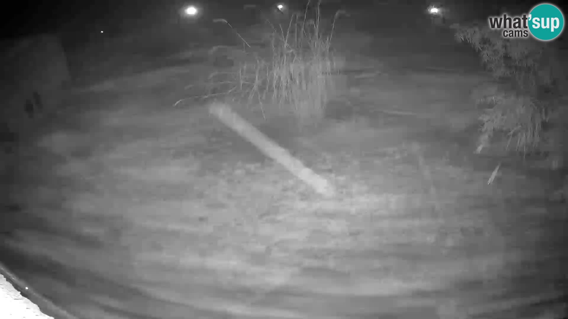 LION webcam en direct du zoo de Ljubljana – Slovénie