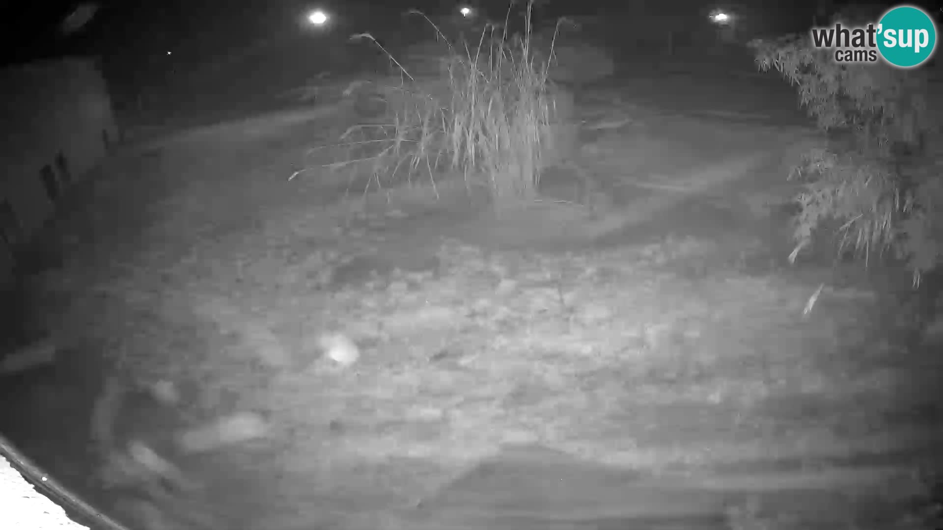 LION live Webcam in Ljubljana Zoo – Slovenia