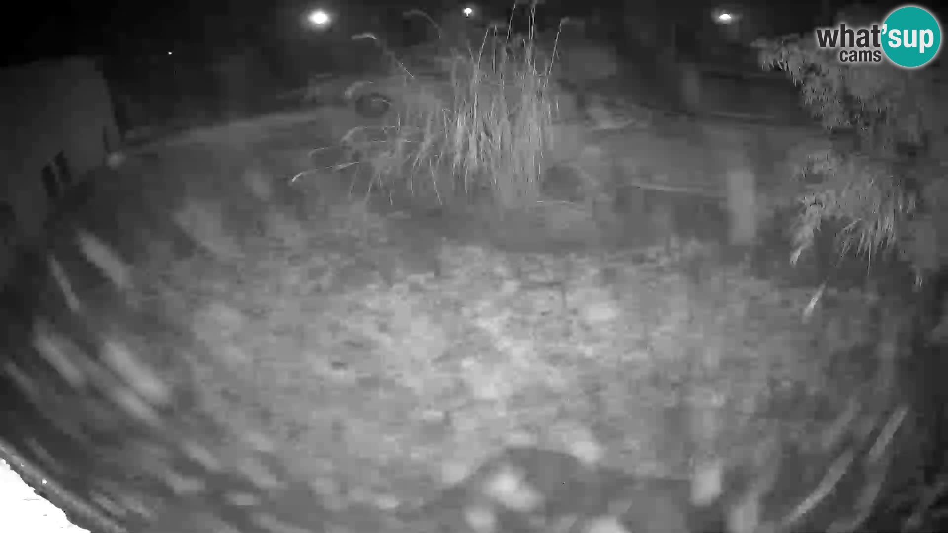 Löwe live Webcam im Zoo von Ljubljana – Slowenien