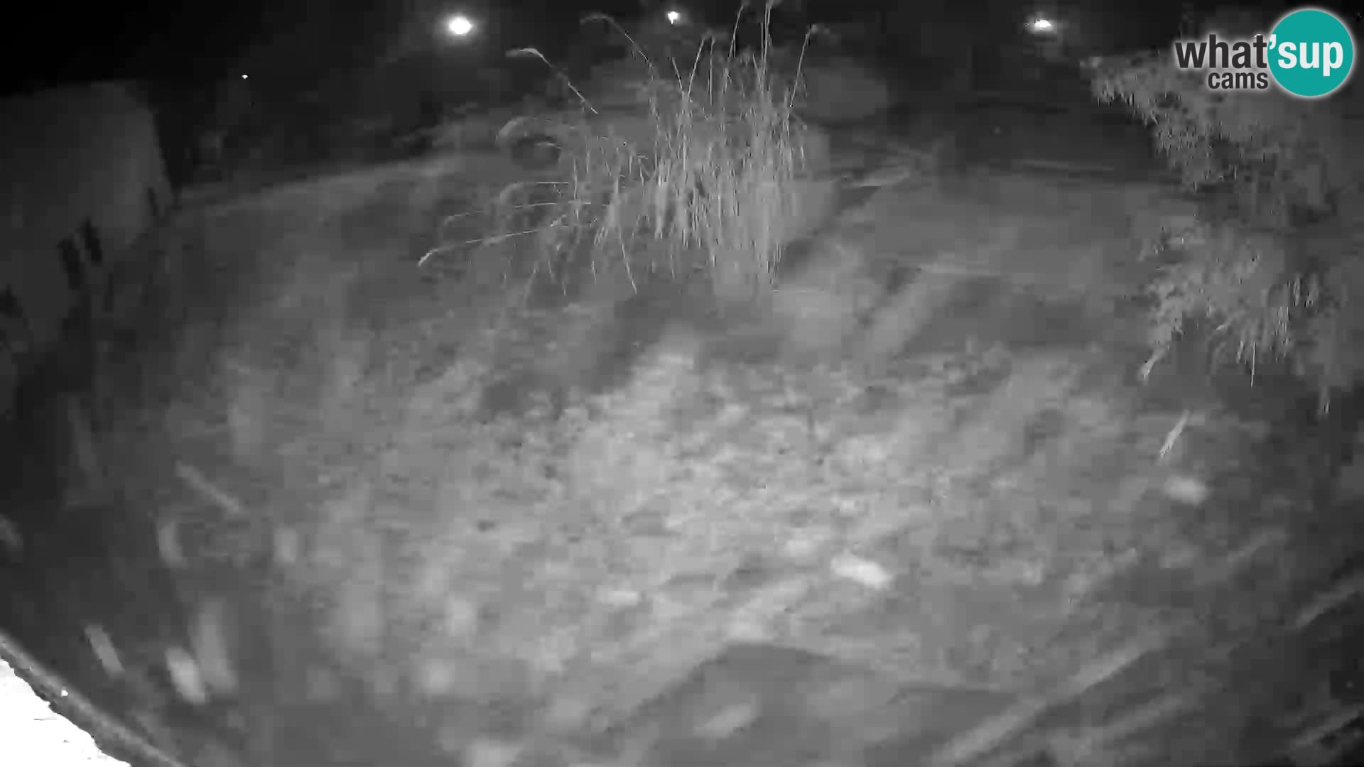 Lavovi web kamera uživo u ljubljanskom zoološkom vrtu – Slovenija