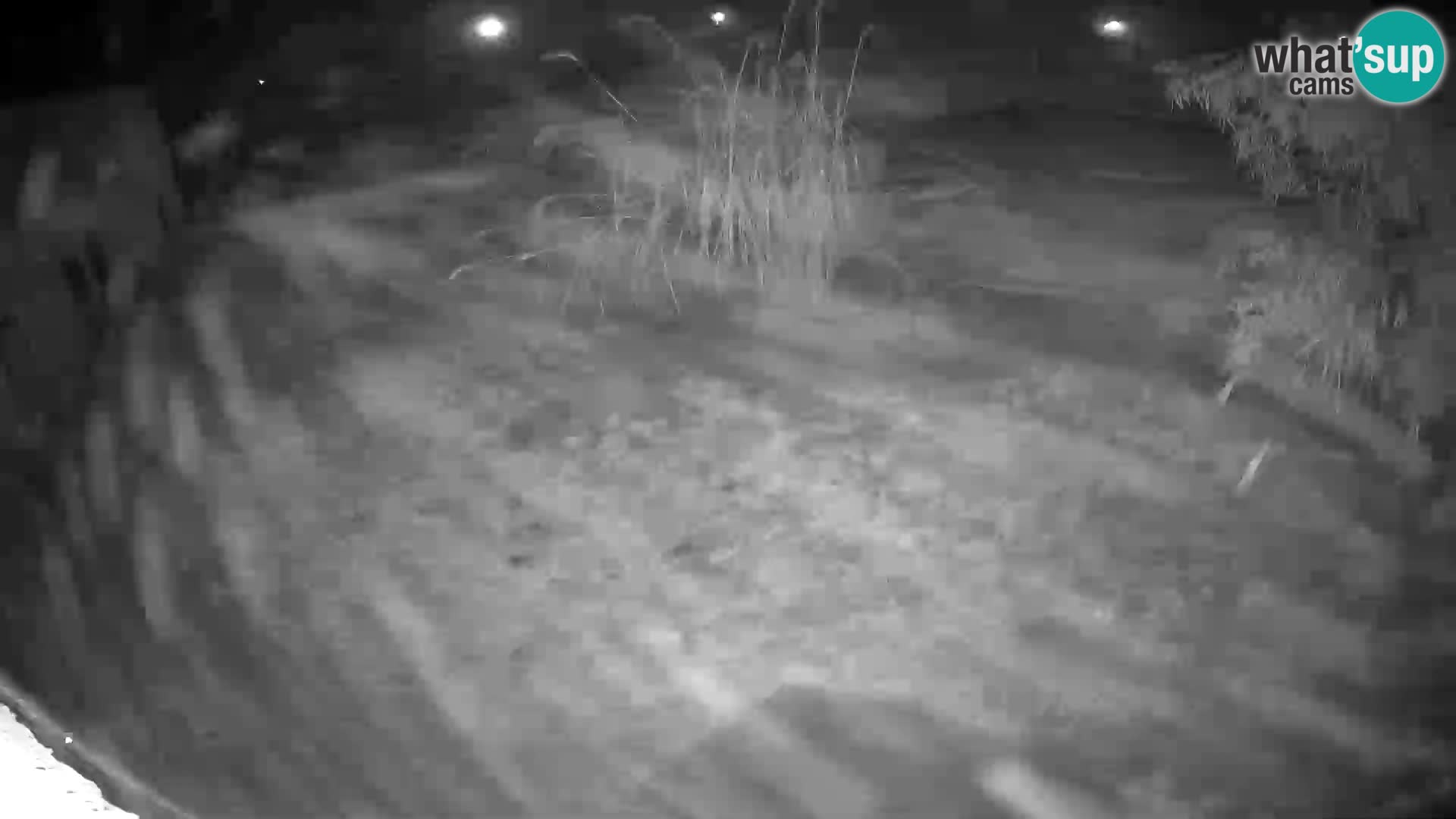 LEON Webcam en vivo en Ljubljana Zoo – Eslovenia