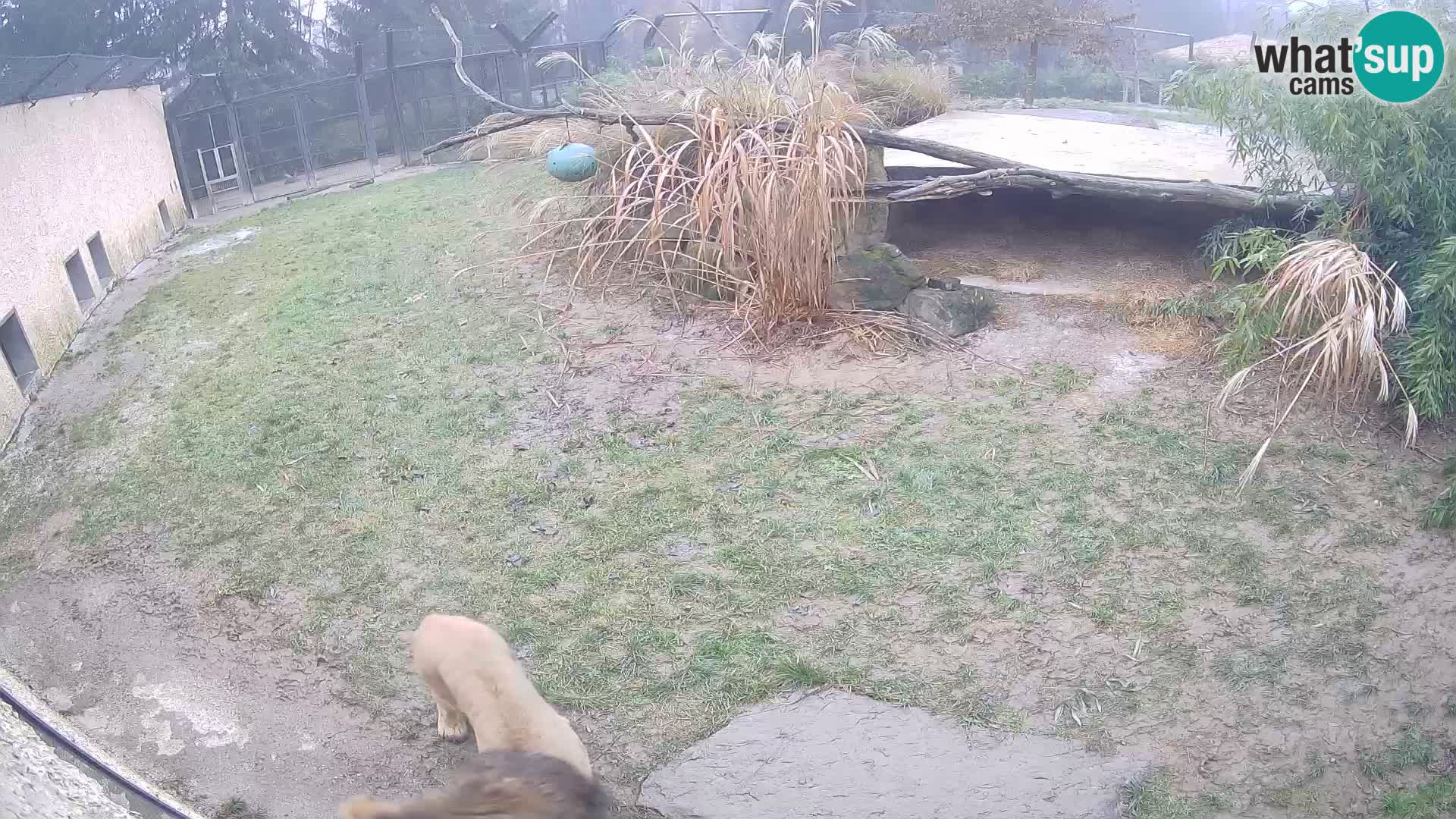 Lavovi web kamera uživo u ljubljanskom zoološkom vrtu – Slovenija