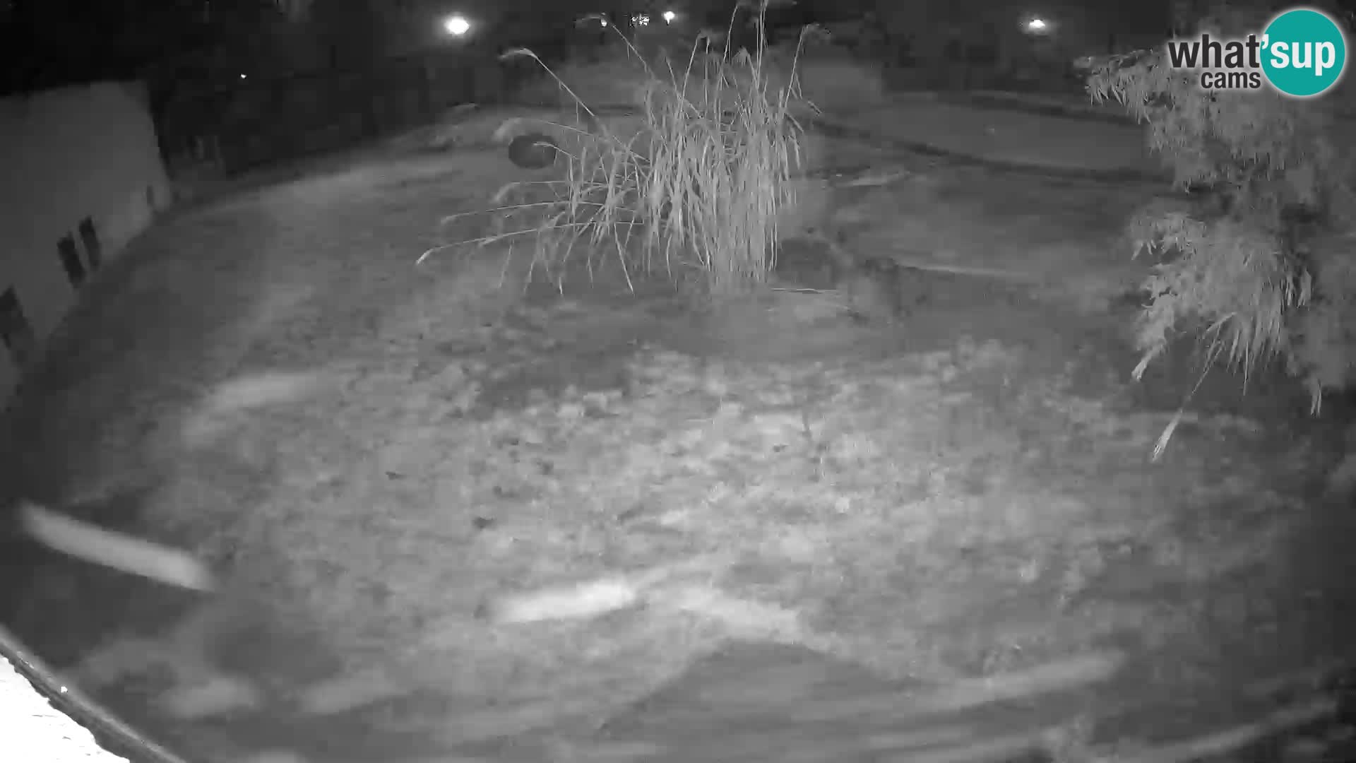 Löwe live Webcam im Zoo von Ljubljana – Slowenien