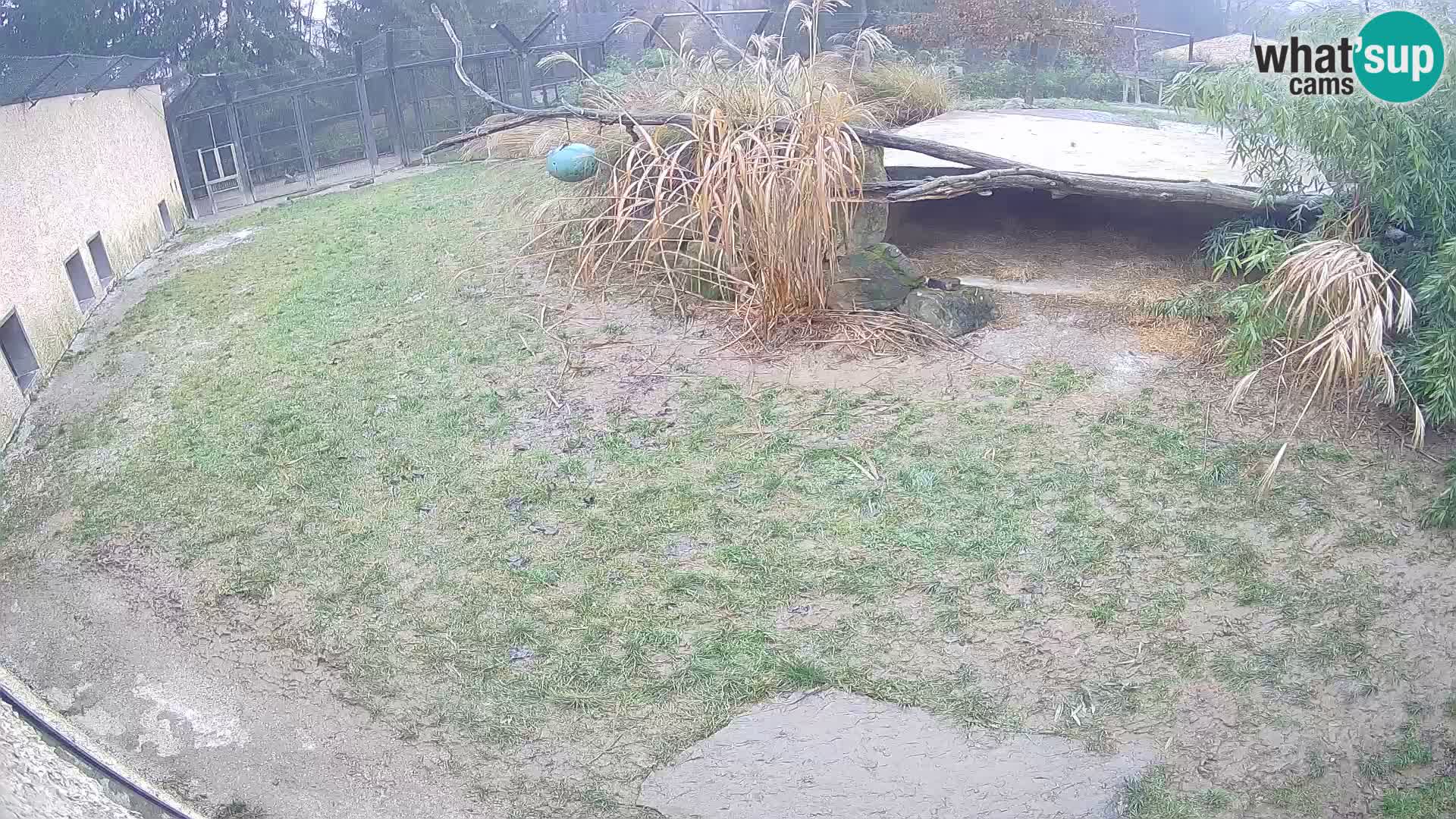 LEON Webcam en vivo en Ljubljana Zoo – Eslovenia