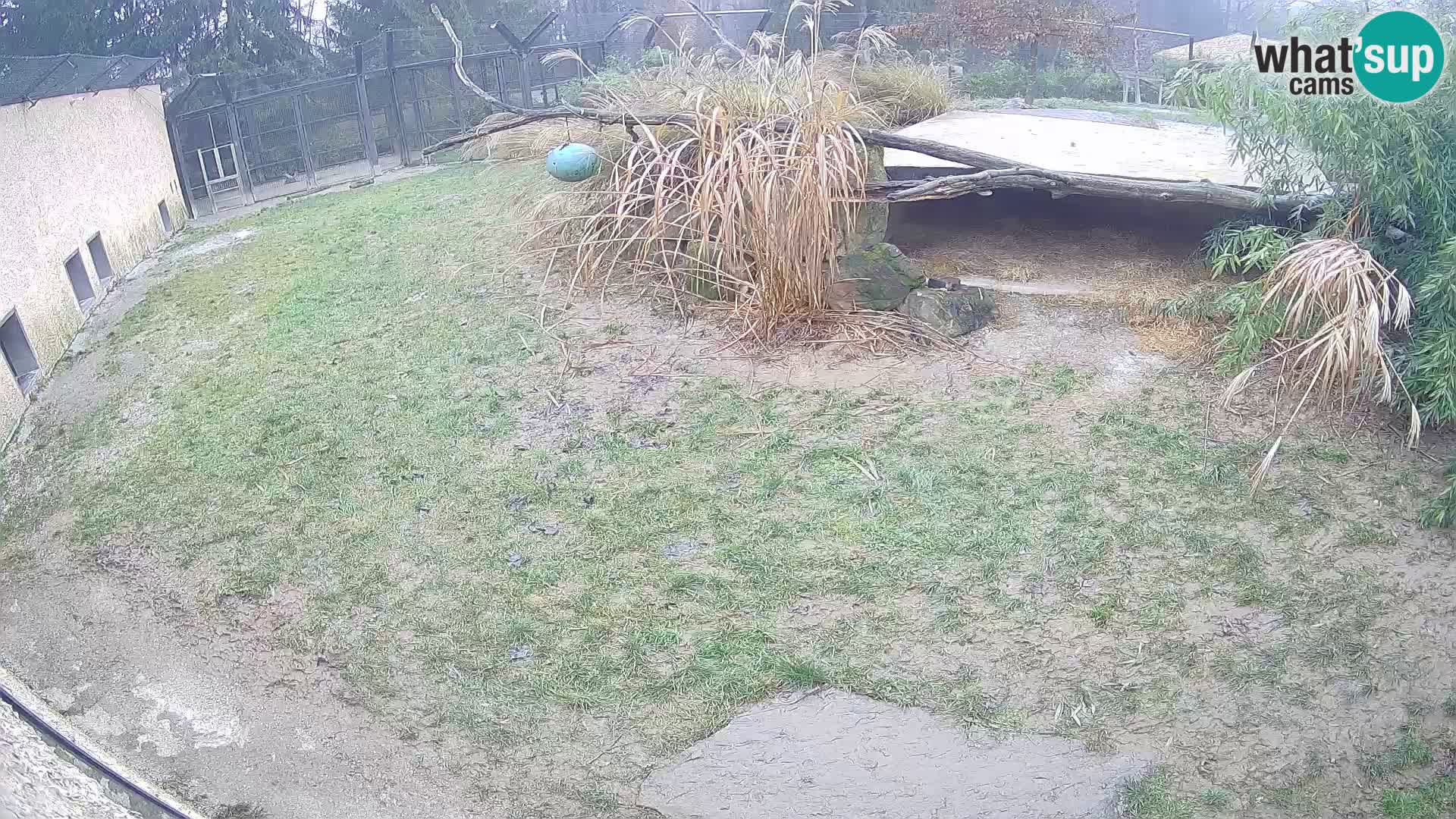 LION live Webcam in Ljubljana Zoo – Slovenia