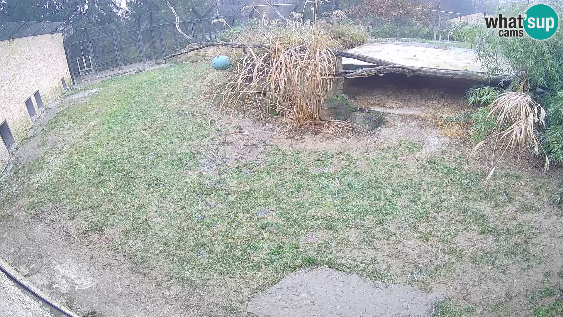 Lavovi web kamera uživo u ljubljanskom zoološkom vrtu – Slovenija