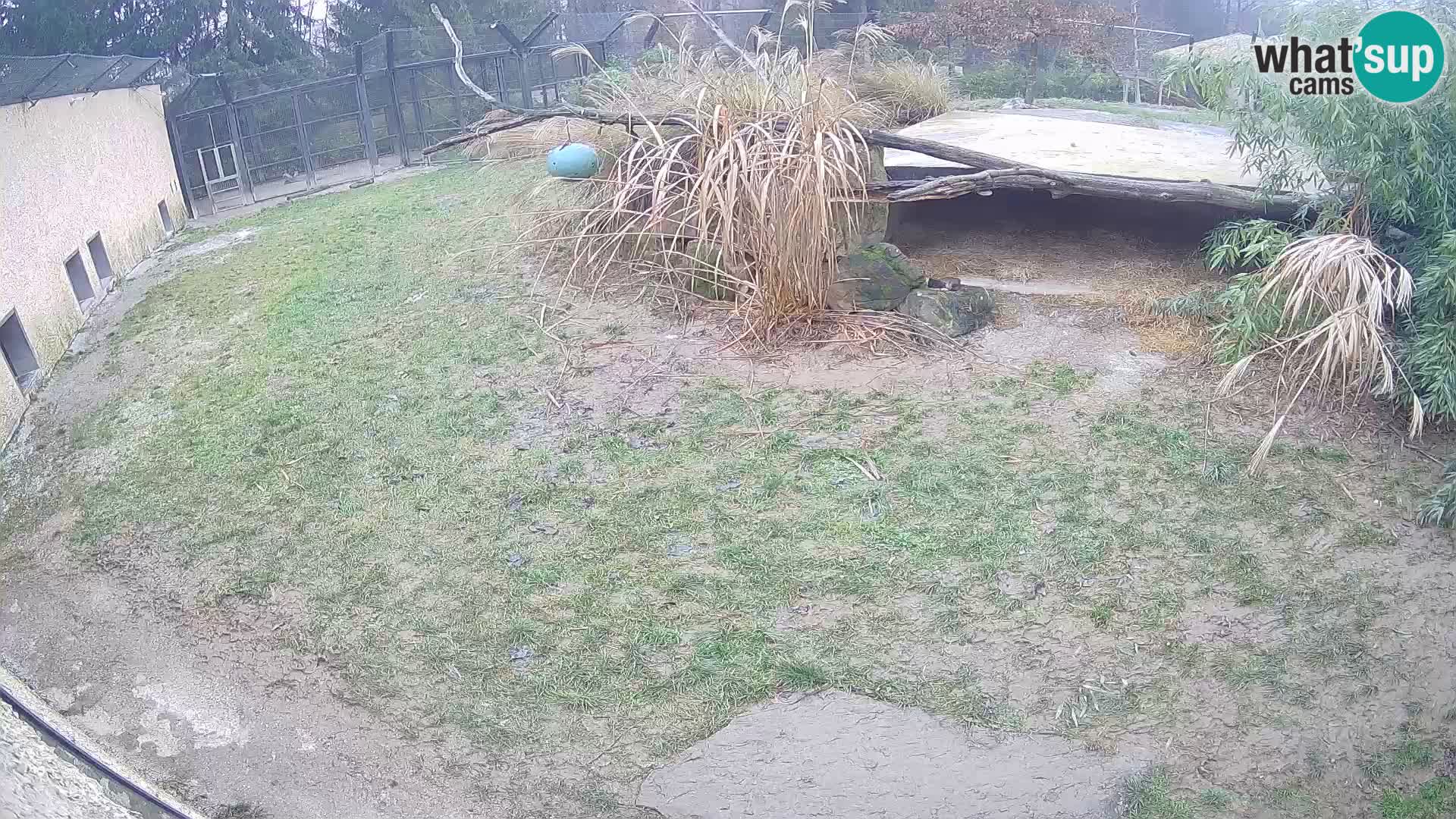 LEVI spletna kamera v živalskem vrtu Ljubljana Zoo