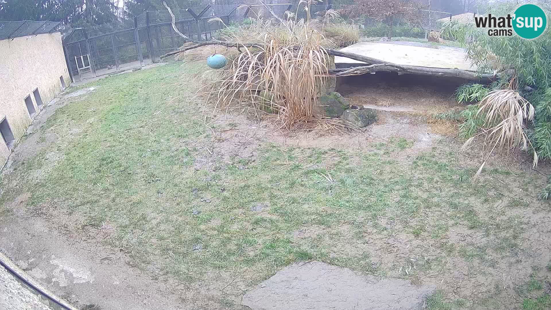 Löwe live Webcam im Zoo von Ljubljana – Slowenien