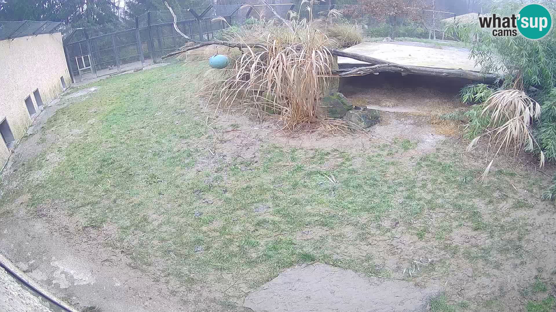 LEON Webcam en vivo en Ljubljana Zoo – Eslovenia