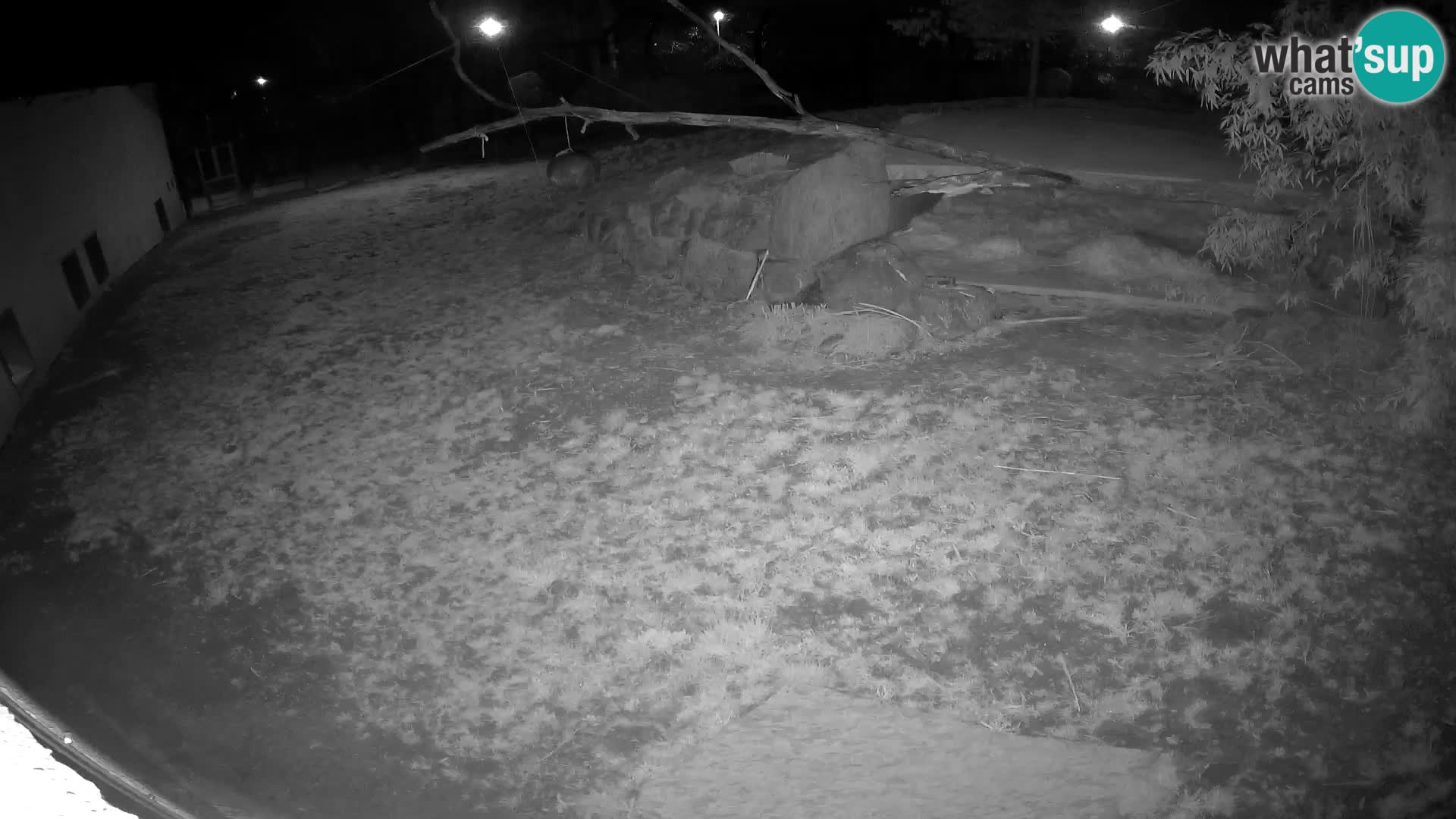 LION live Webcam in Ljubljana Zoo – Slovenia