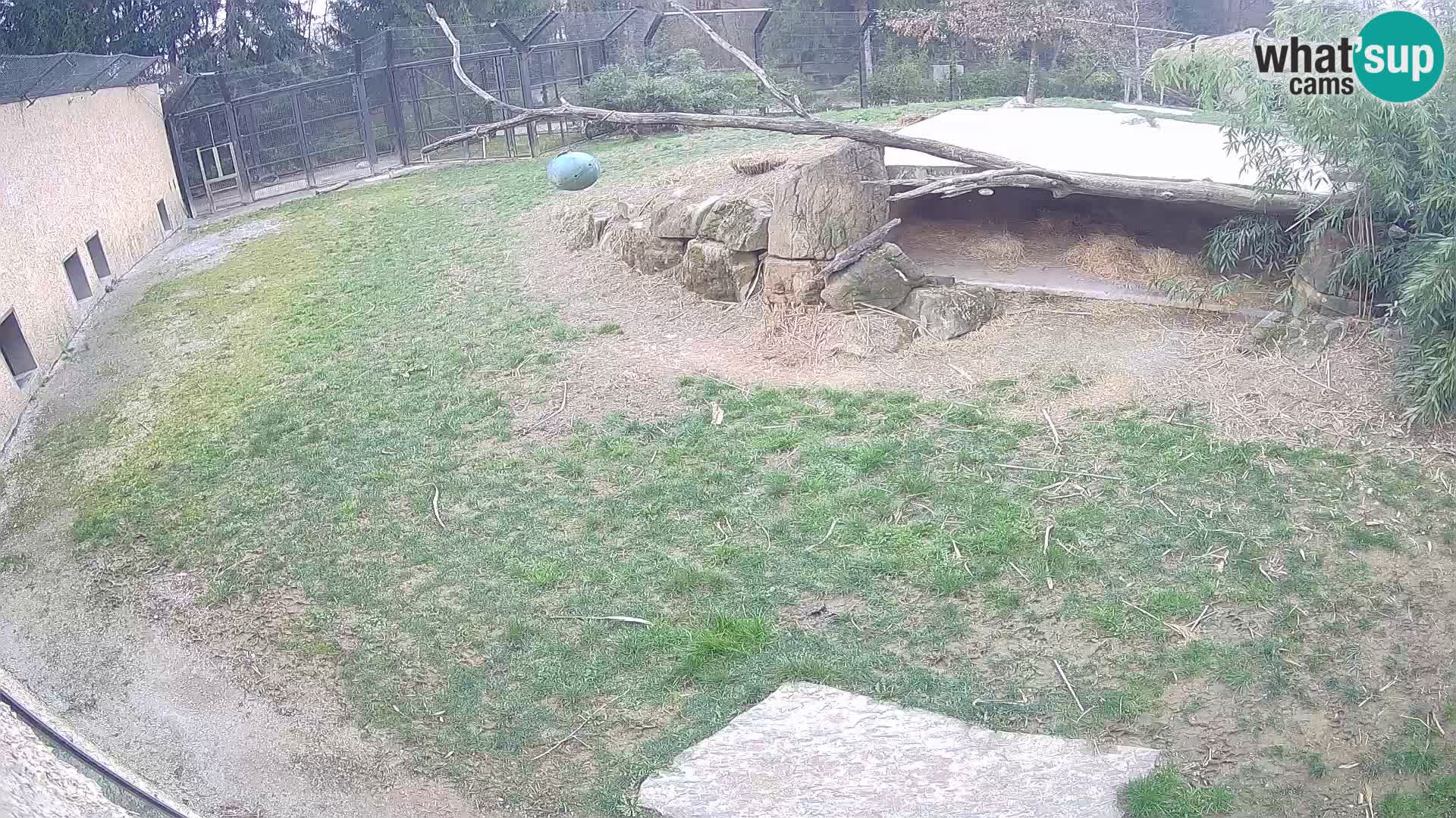 LION live Webcam in Ljubljana Zoo – Slovenia