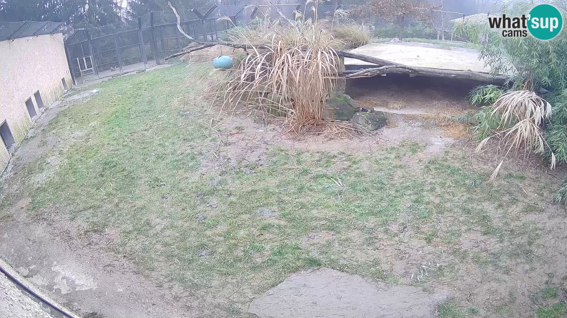 Löwe live Webcam im Zoo von Ljubljana – Slowenien