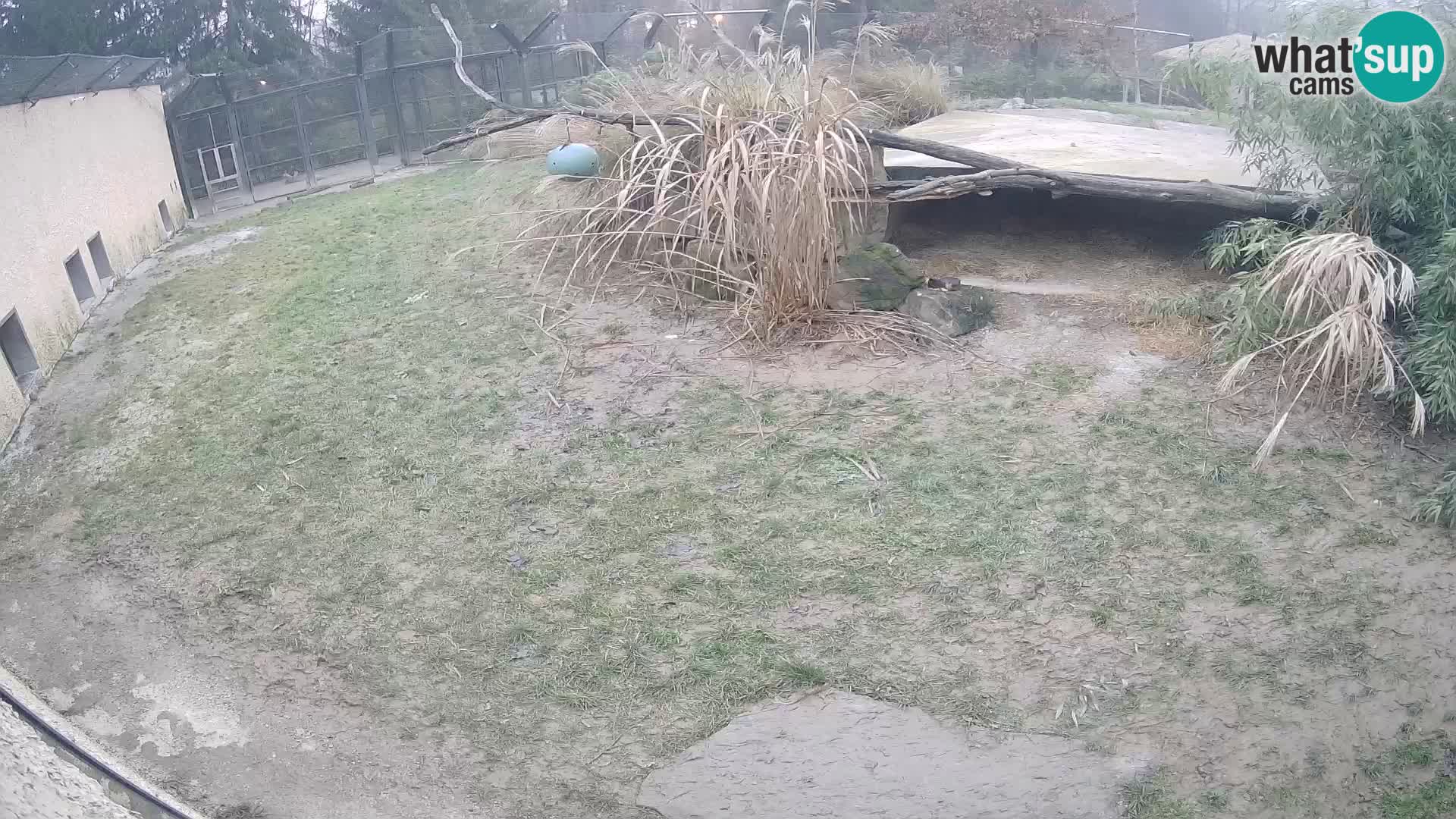 LEON Webcam en vivo en Ljubljana Zoo – Eslovenia