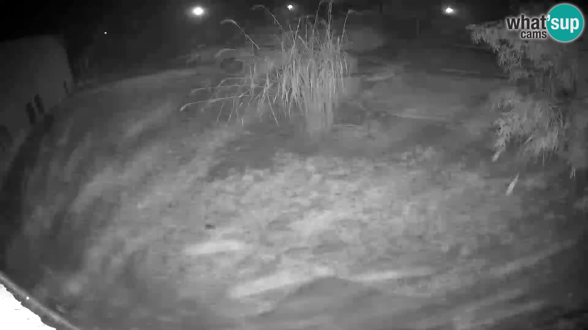 LION webcam en direct du zoo de Ljubljana – Slovénie