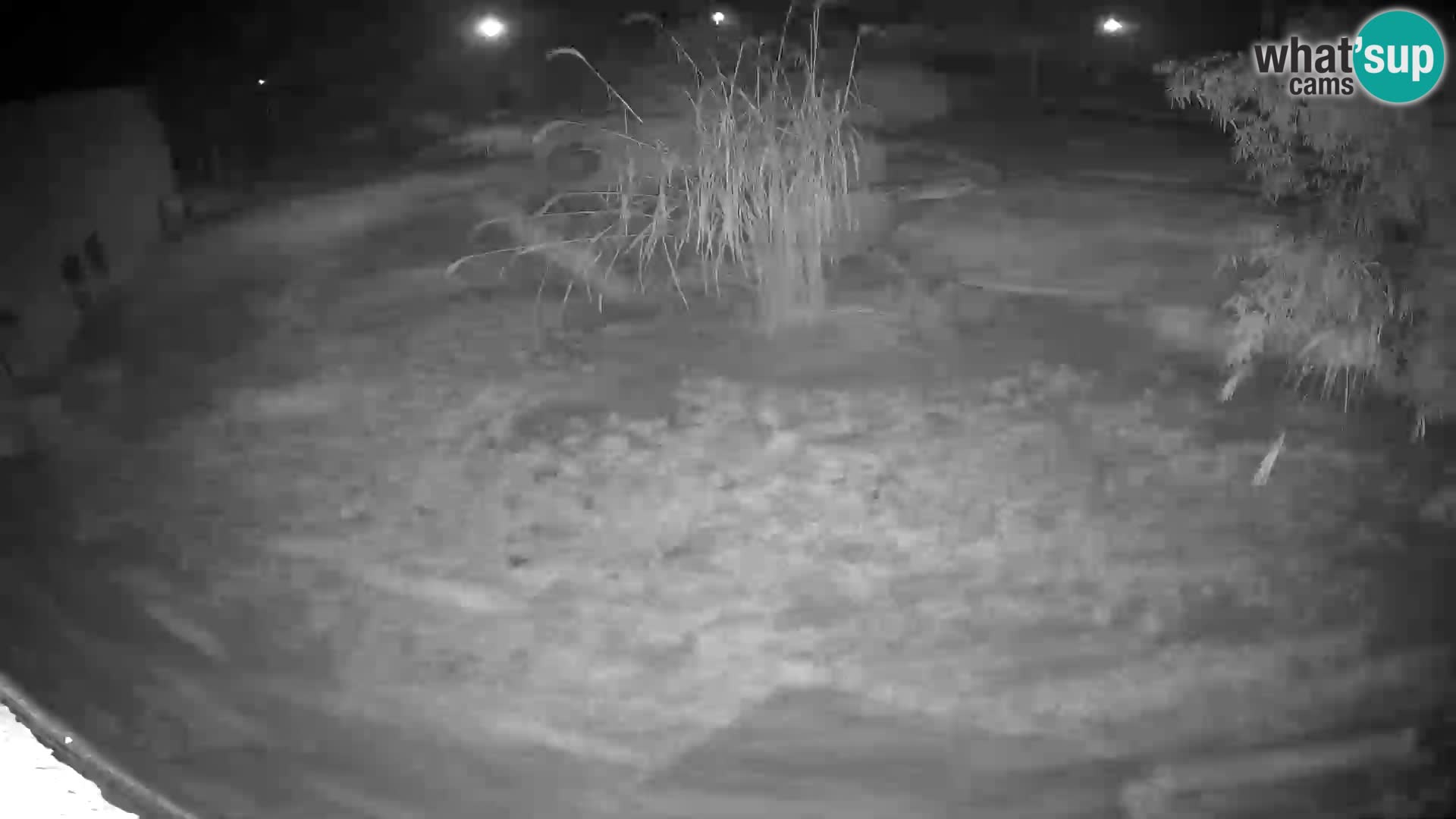 LION live Webcam in Ljubljana Zoo – Slovenia