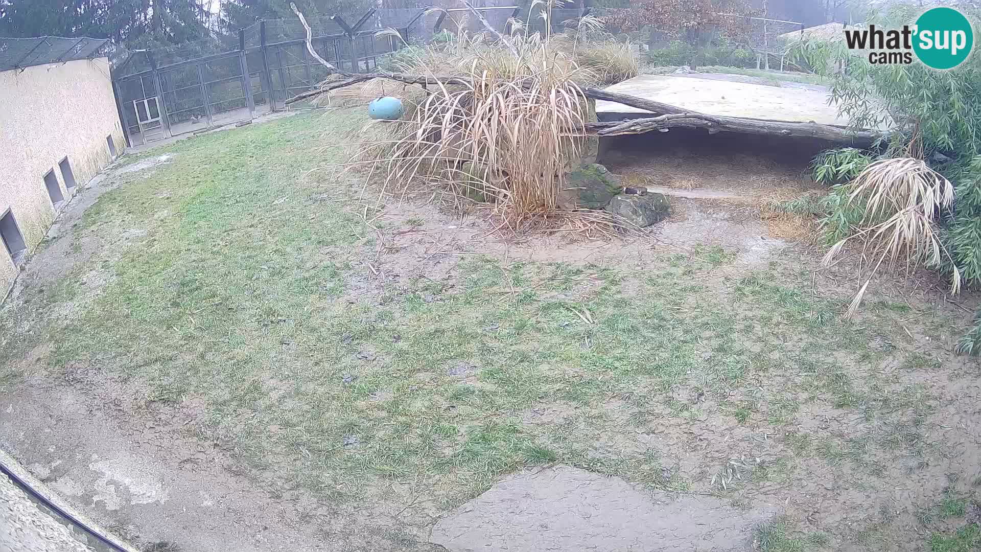 LEON Webcam en vivo en Ljubljana Zoo – Eslovenia