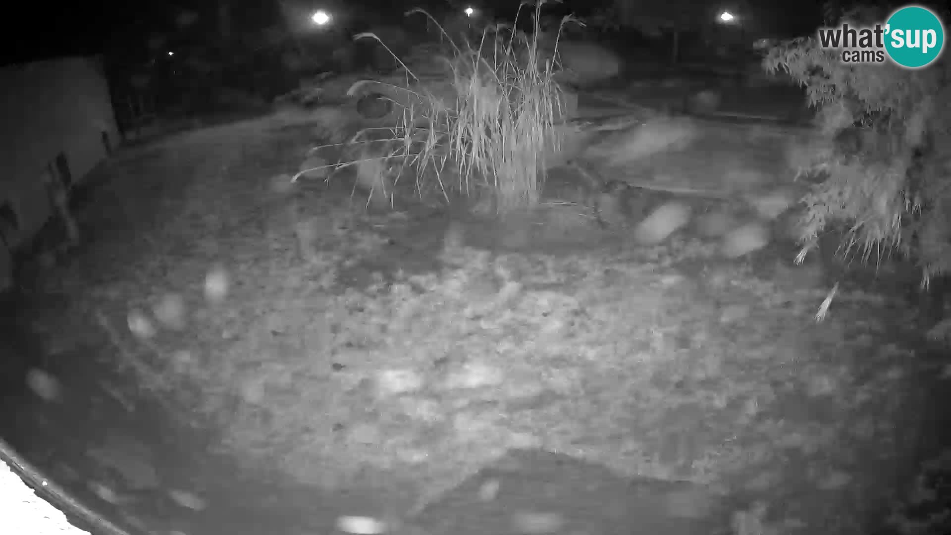 Löwe live Webcam im Zoo von Ljubljana – Slowenien