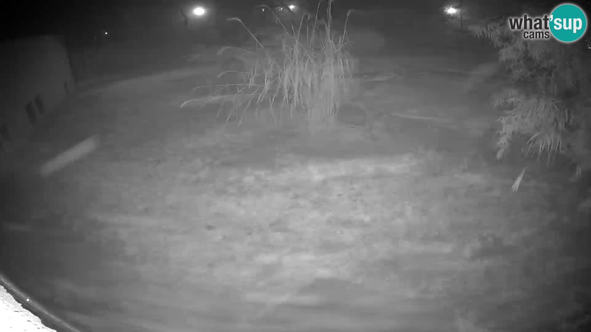 LION live Webcam in Ljubljana Zoo – Slovenia