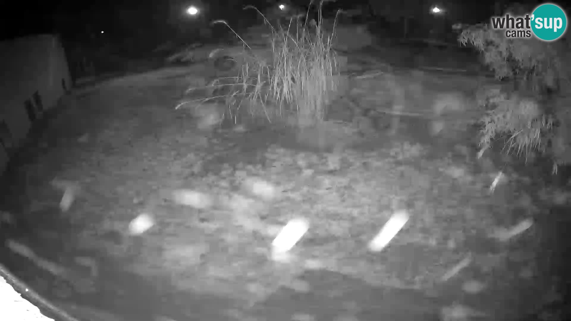 Lavovi web kamera uživo u ljubljanskom zoološkom vrtu – Slovenija