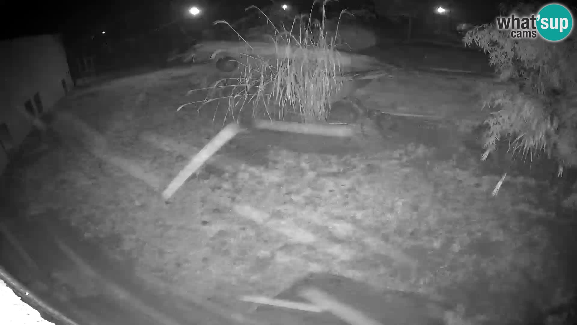 Löwe live Webcam im Zoo von Ljubljana – Slowenien