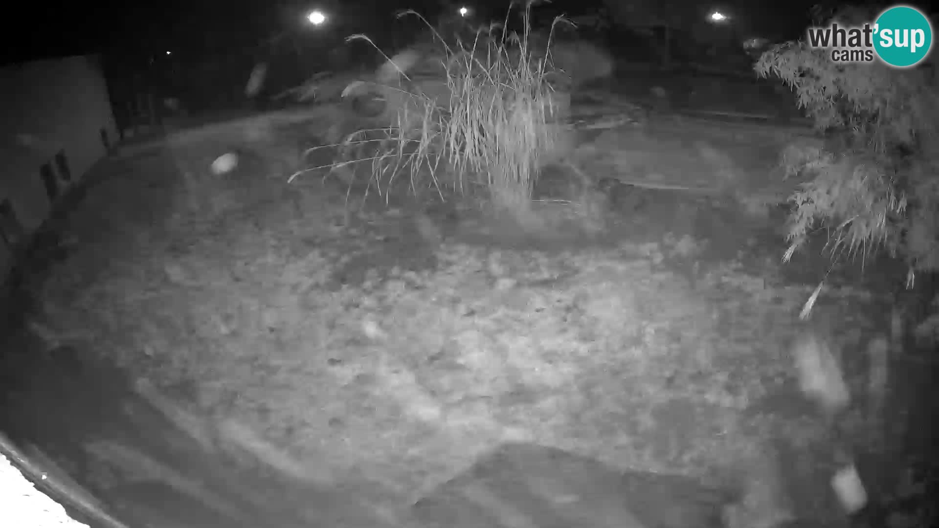 LEONE live Webcam nello zoo di Lubiana – Slovenia