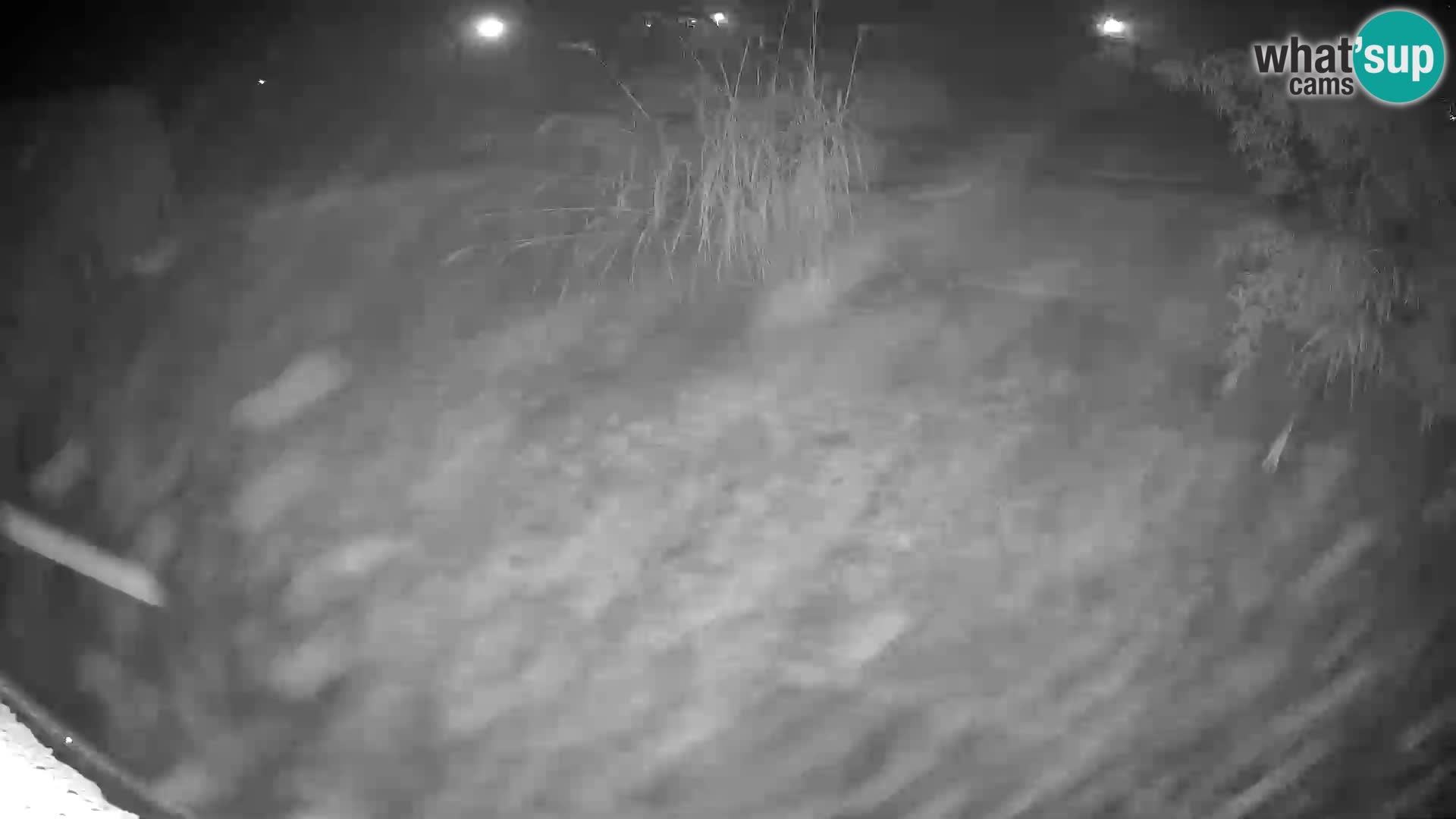 LION live Webcam in Ljubljana Zoo – Slovenia