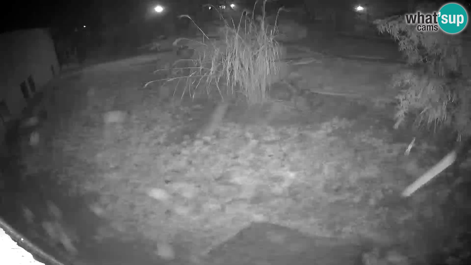 Löwe live Webcam im Zoo von Ljubljana – Slowenien