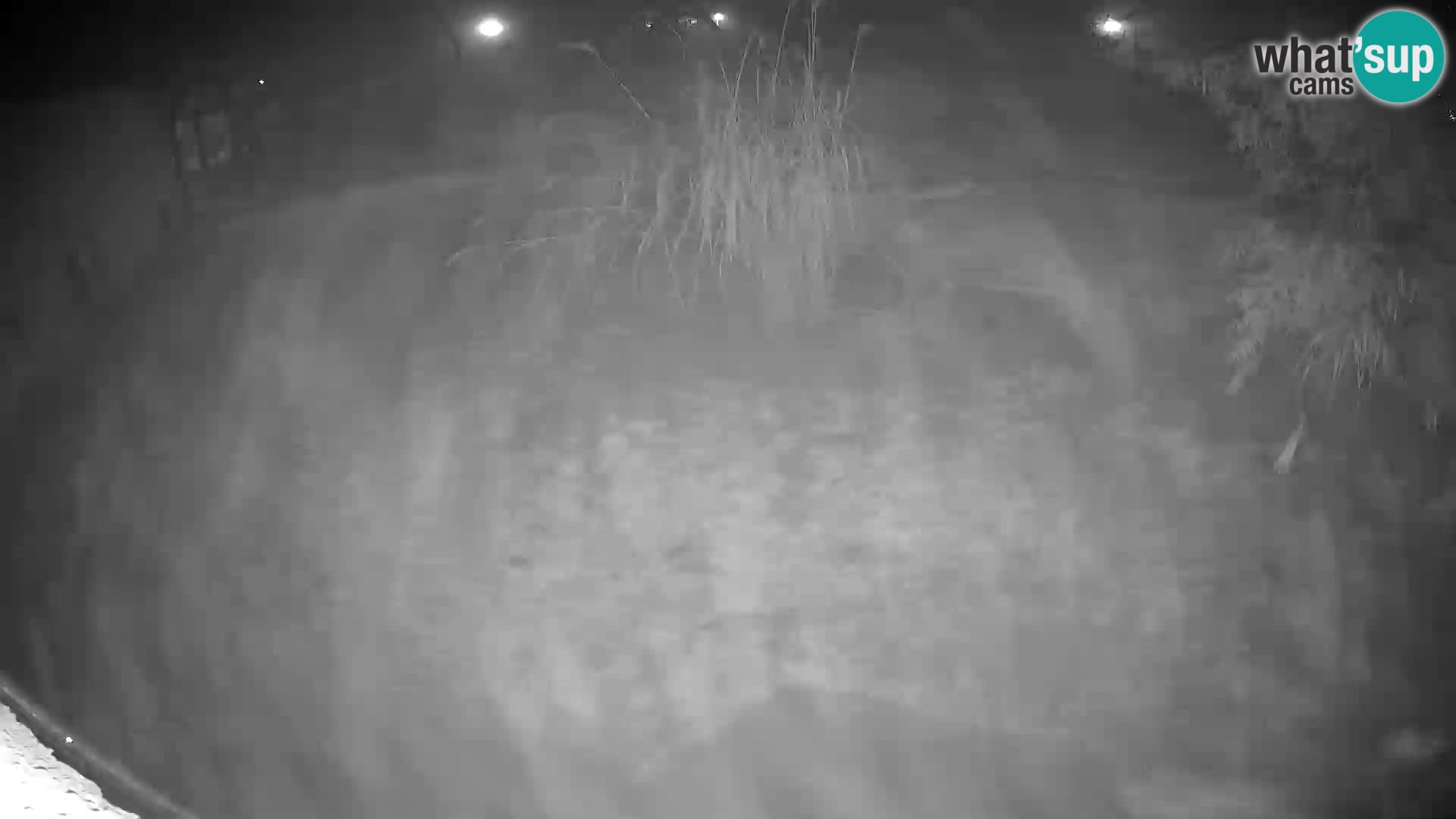 Löwe live Webcam im Zoo von Ljubljana – Slowenien