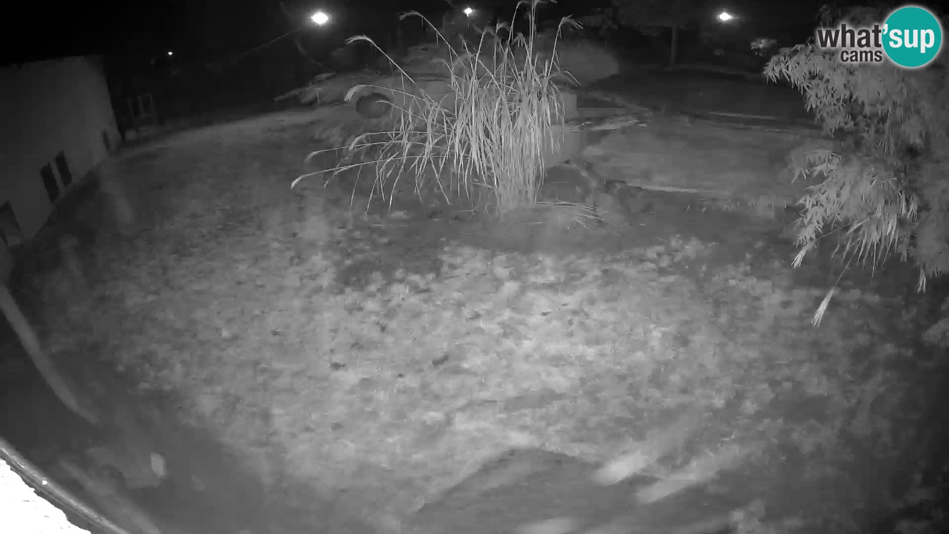 LEONE live Webcam nello zoo di Lubiana – Slovenia