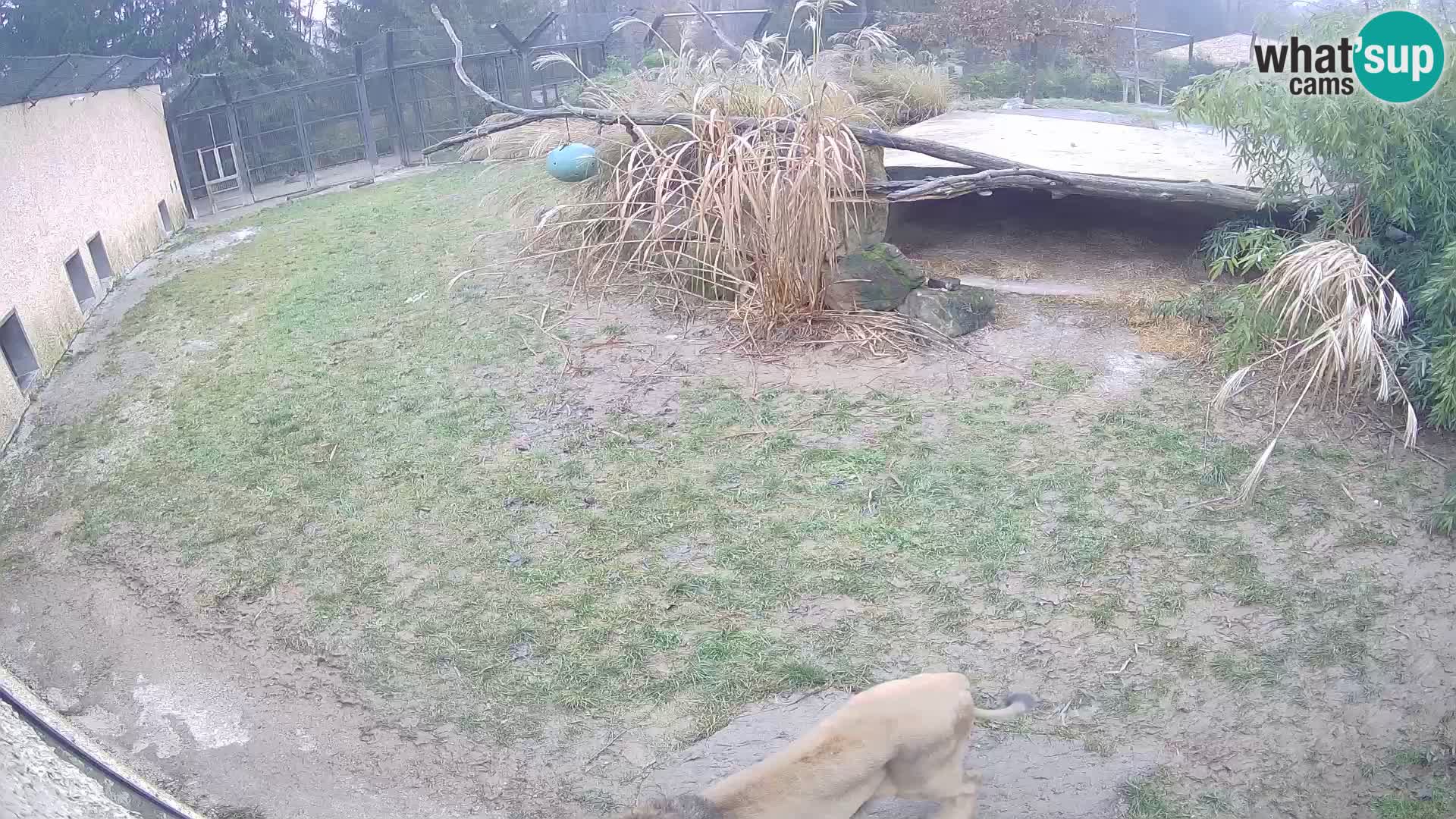 LEON Webcam en vivo en Ljubljana Zoo – Eslovenia