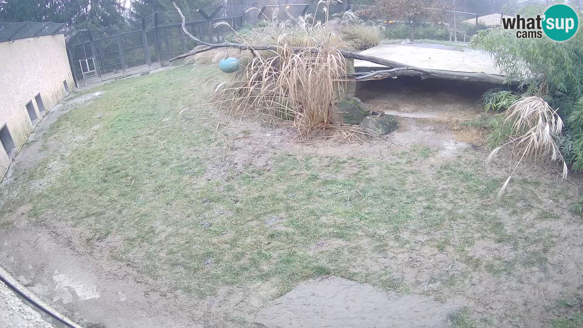 LEON Webcam en vivo en Ljubljana Zoo – Eslovenia