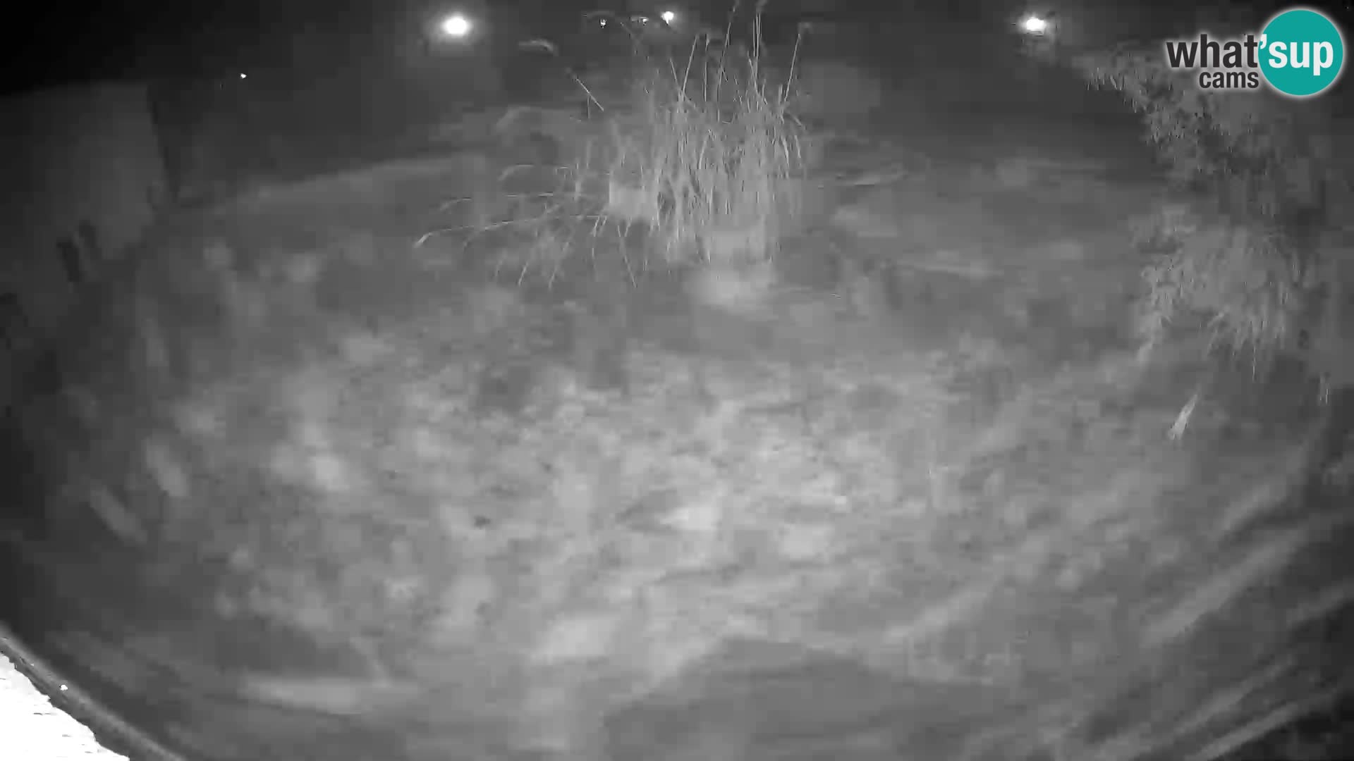 Löwe live Webcam im Zoo von Ljubljana – Slowenien