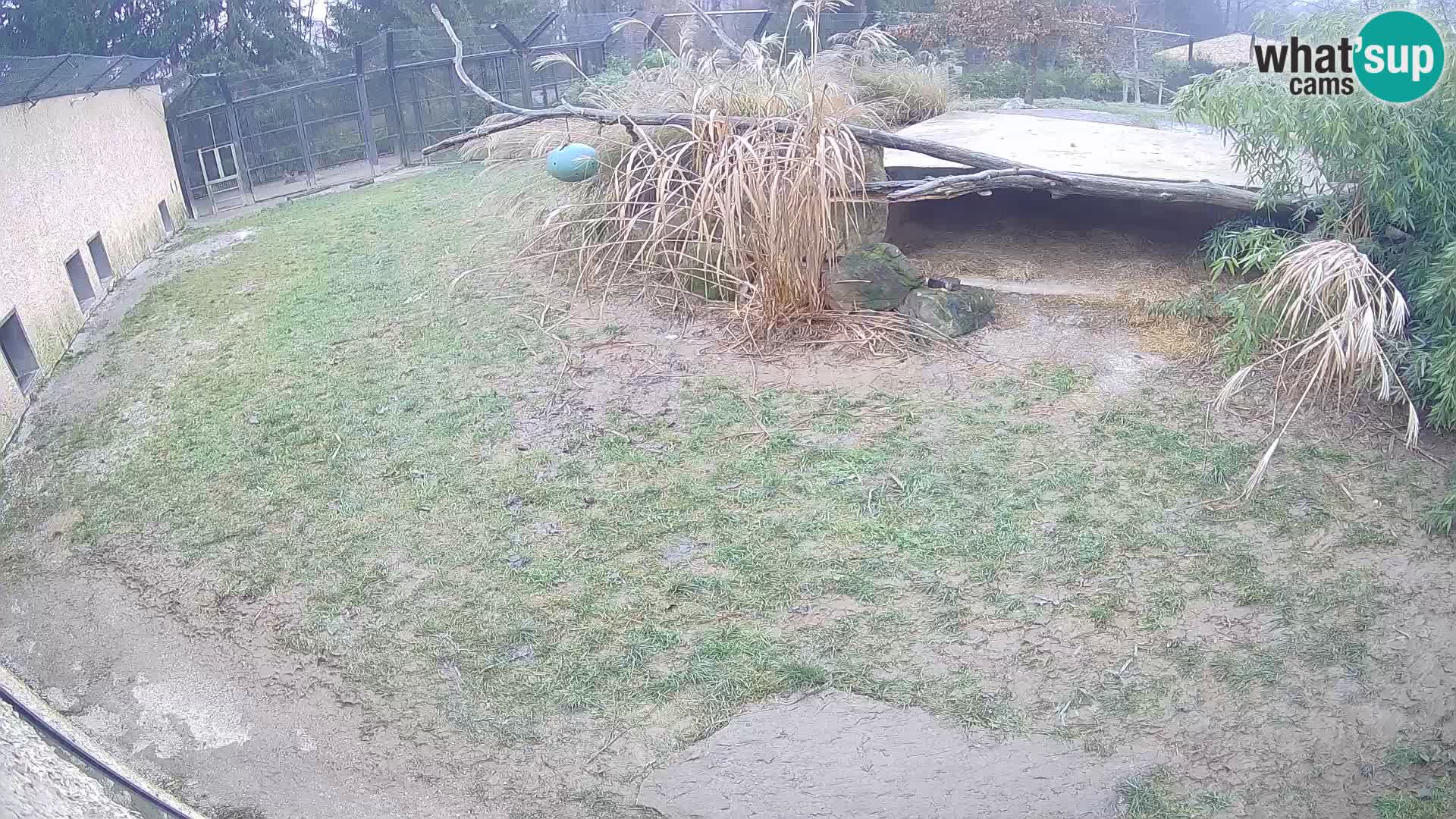 LION webcam en direct du zoo de Ljubljana – Slovénie