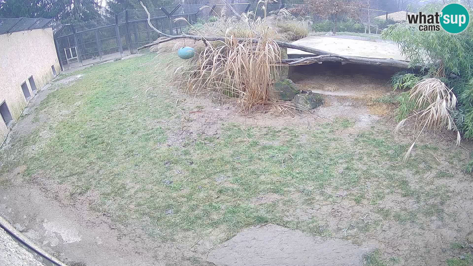 LION live Webcam in Ljubljana Zoo – Slovenia