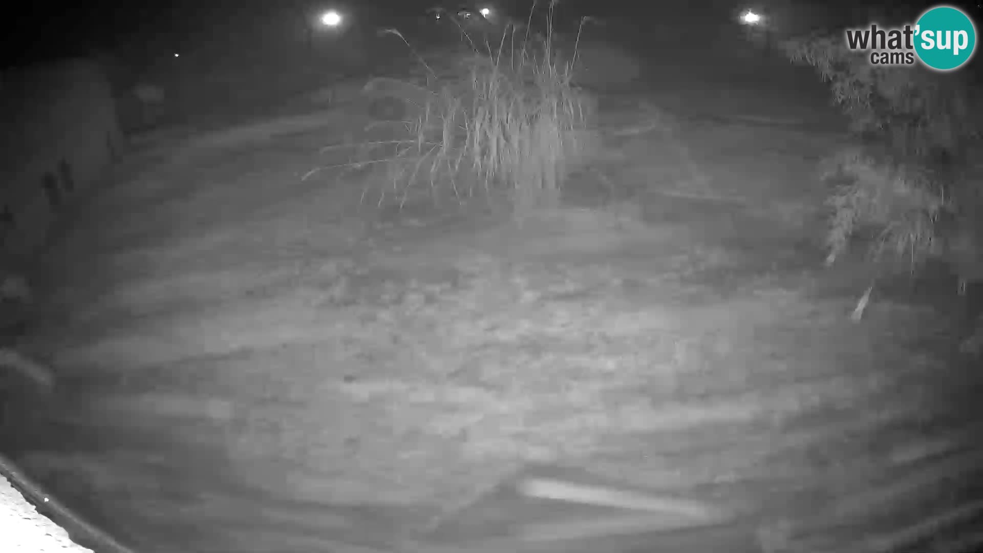 LEON Webcam en vivo en Ljubljana Zoo – Eslovenia