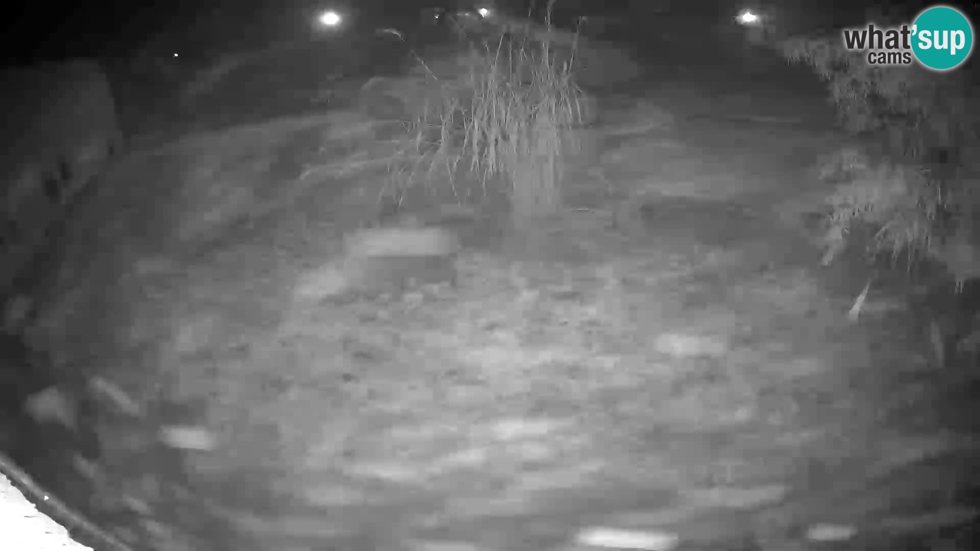 LEVI spletna kamera v živalskem vrtu Ljubljana Zoo