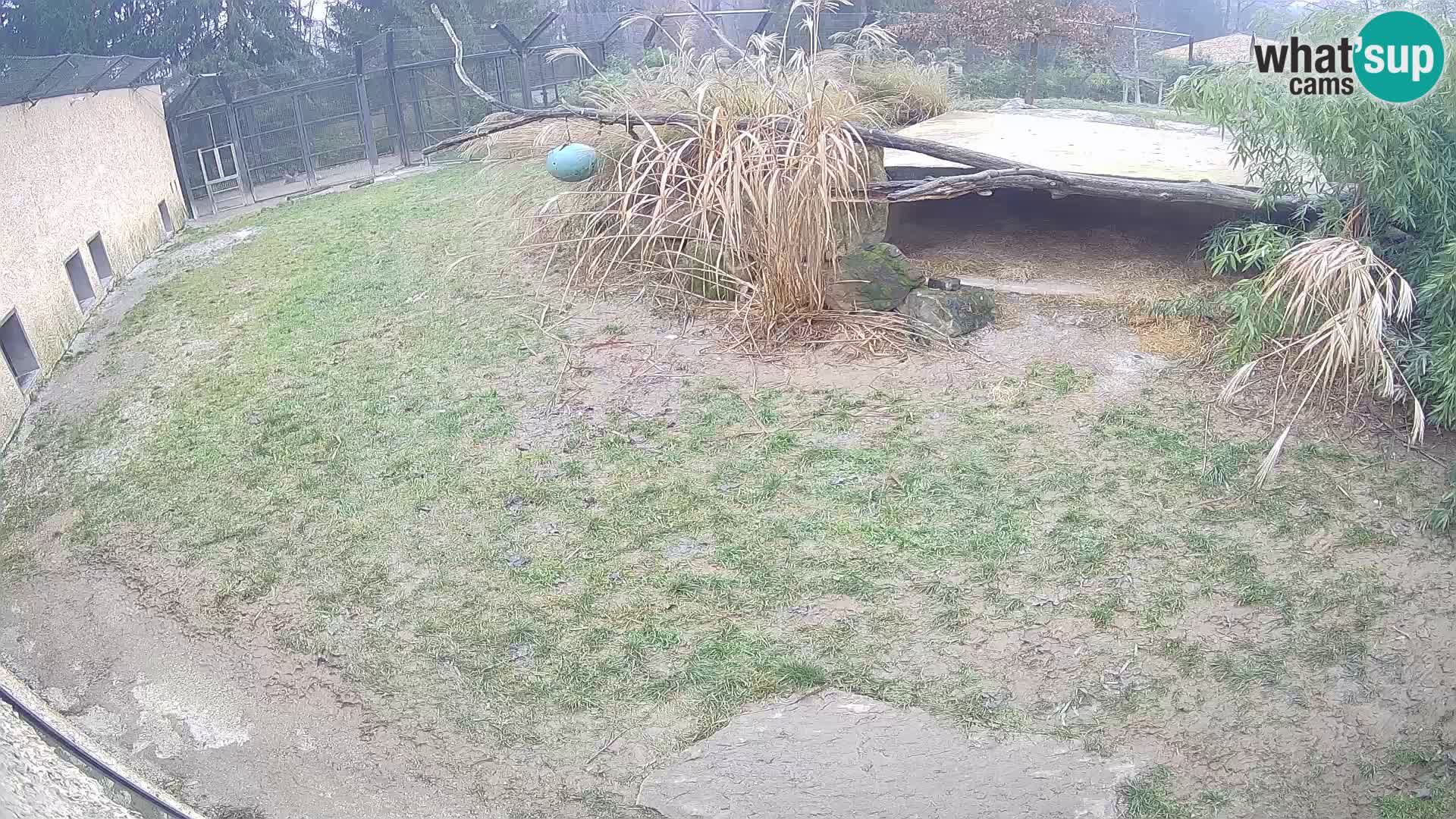 LION live Webcam in Ljubljana Zoo – Slovenia
