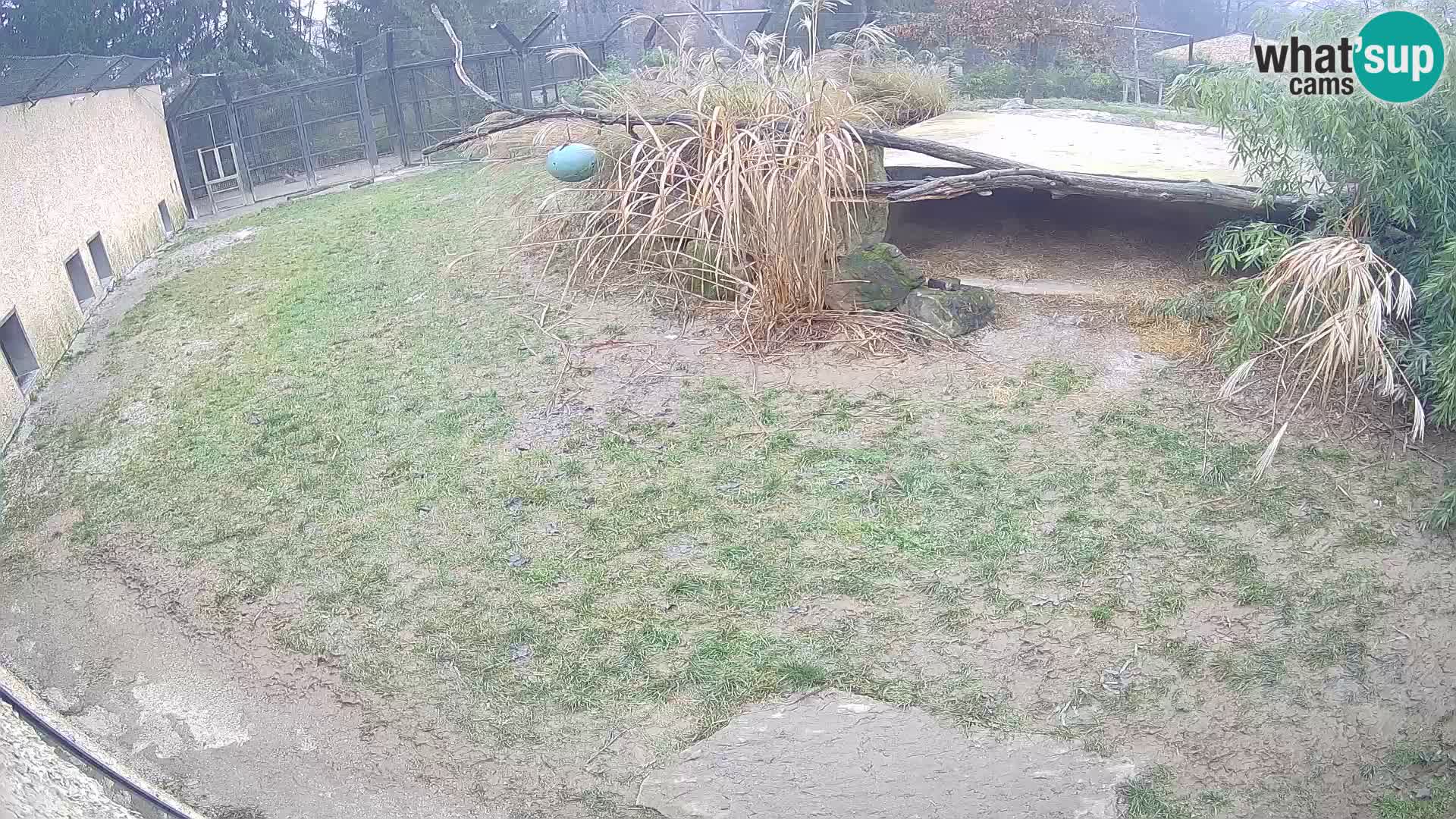 Löwe live Webcam im Zoo von Ljubljana – Slowenien