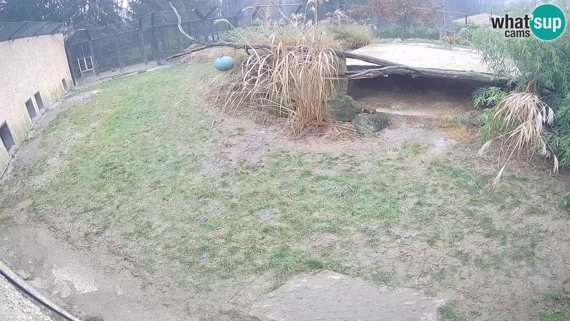 LION live Webcam in Ljubljana Zoo – Slovenia