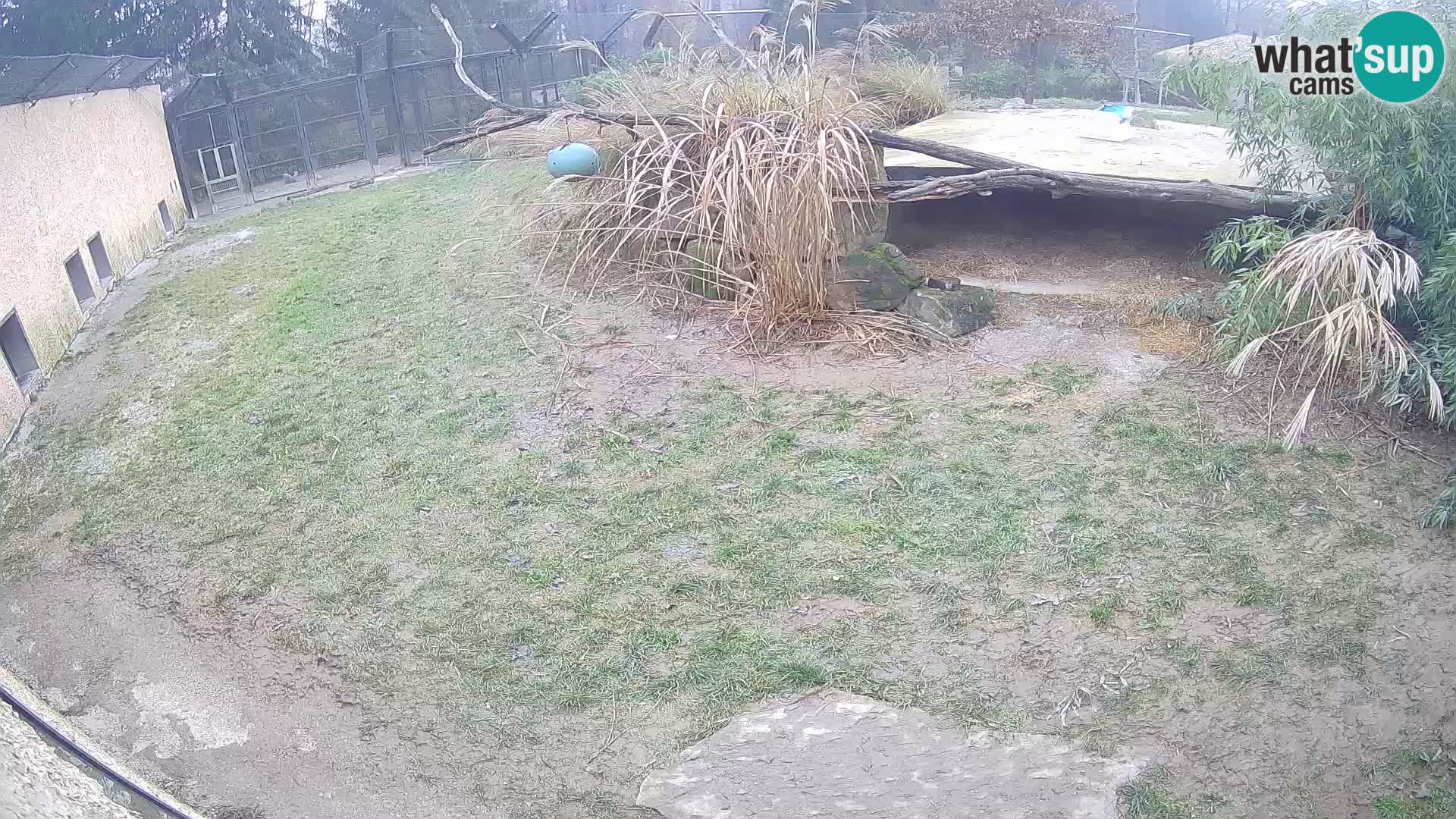 LEON Webcam en vivo en Ljubljana Zoo – Eslovenia