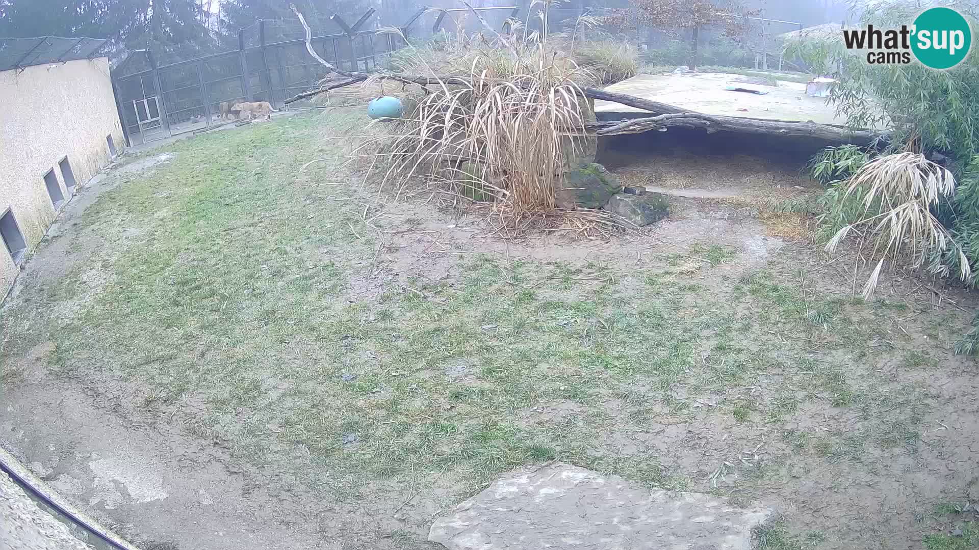 LEONE live Webcam nello zoo di Lubiana – Slovenia