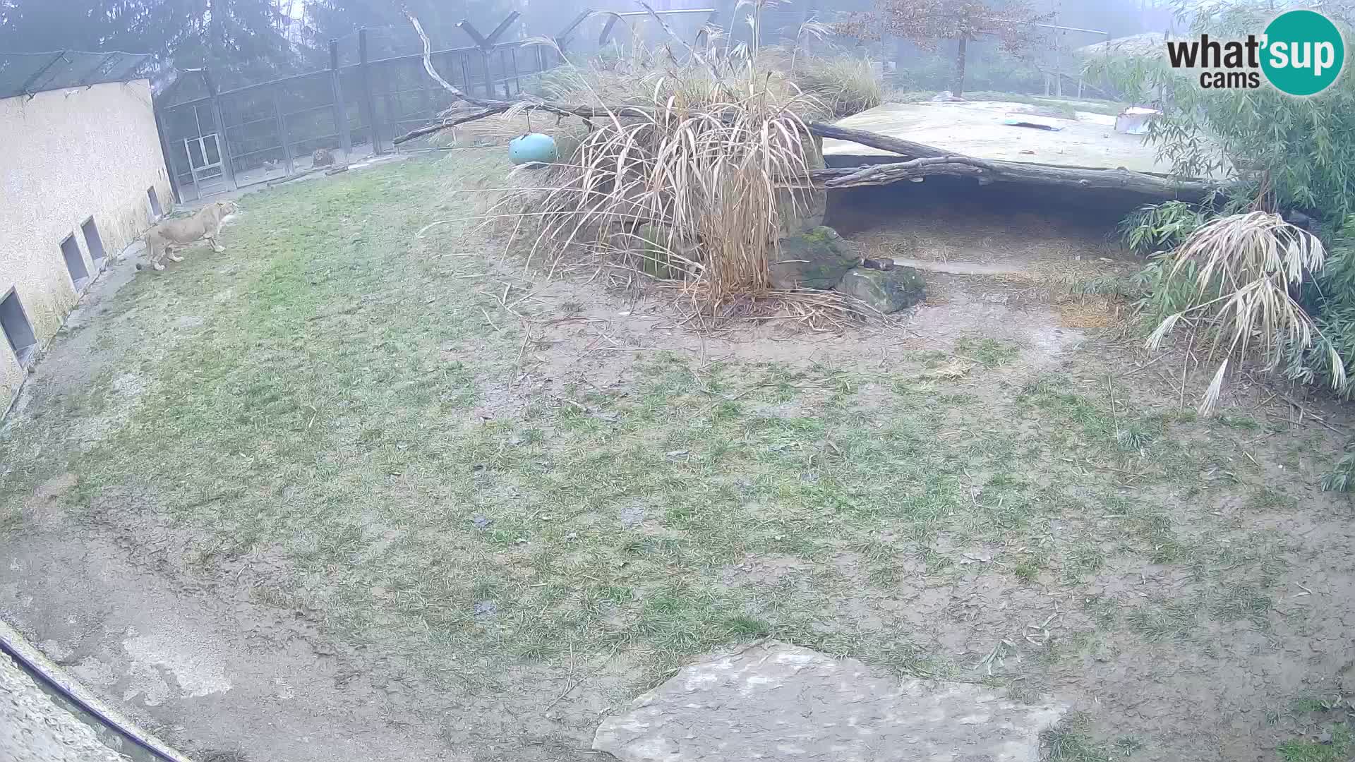 Löwe live Webcam im Zoo von Ljubljana – Slowenien