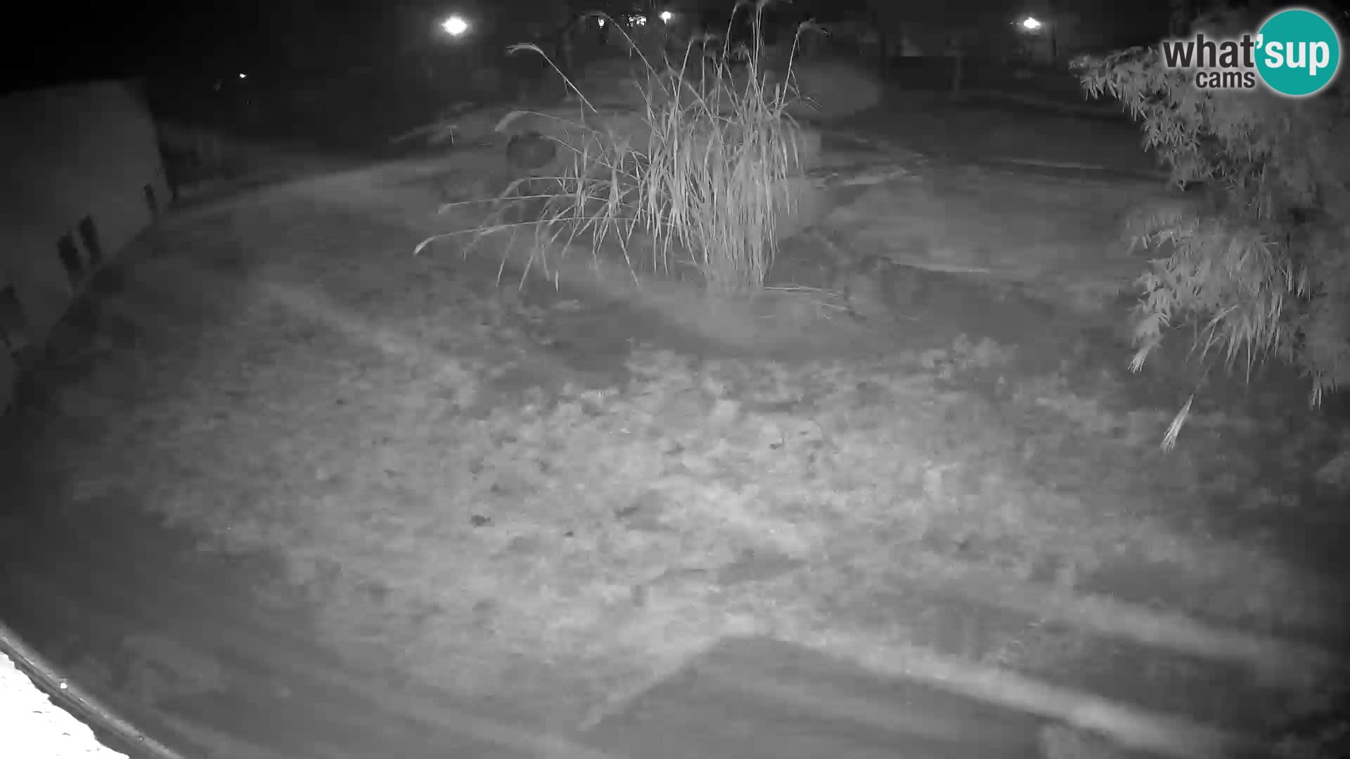 LION webcam en direct du zoo de Ljubljana – Slovénie