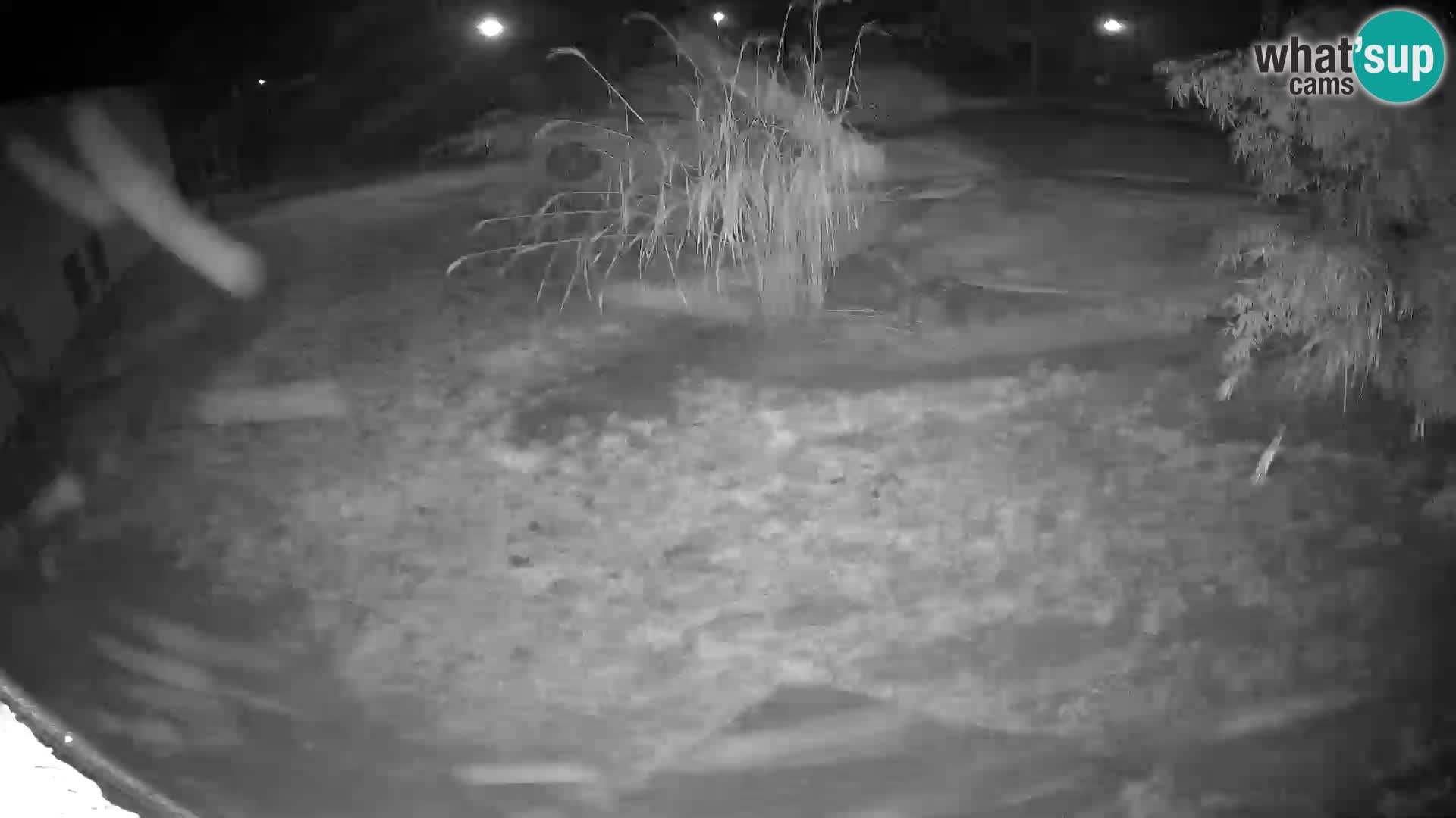 LEON Webcam en vivo en Ljubljana Zoo – Eslovenia