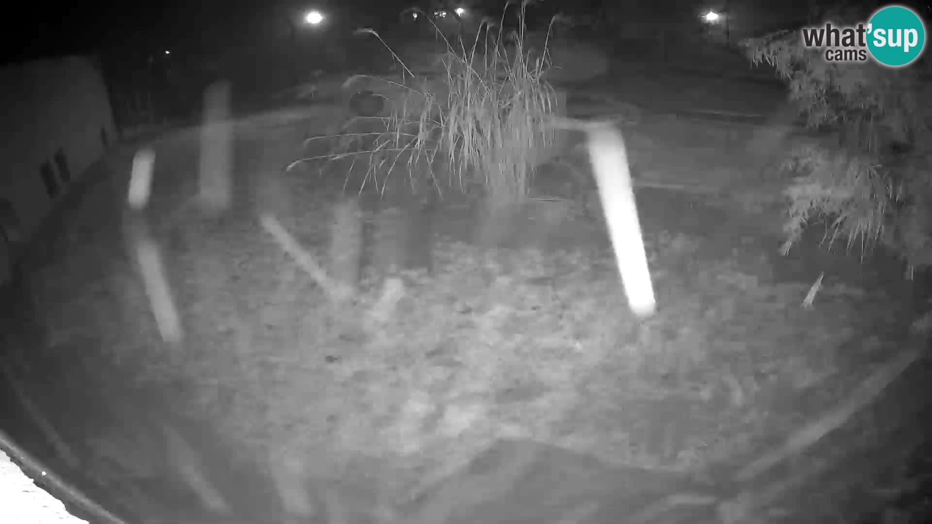 LION live Webcam in Ljubljana Zoo – Slovenia