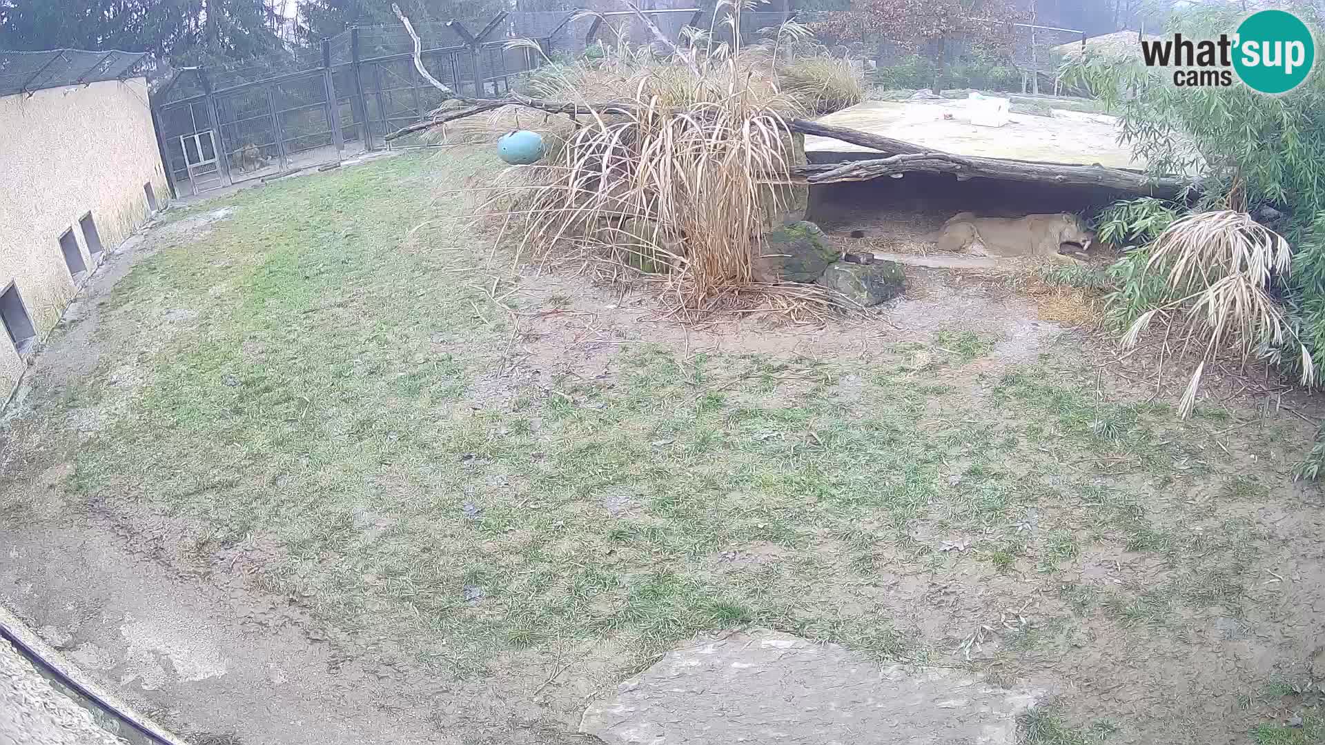 LION live Webcam in Ljubljana Zoo – Slovenia